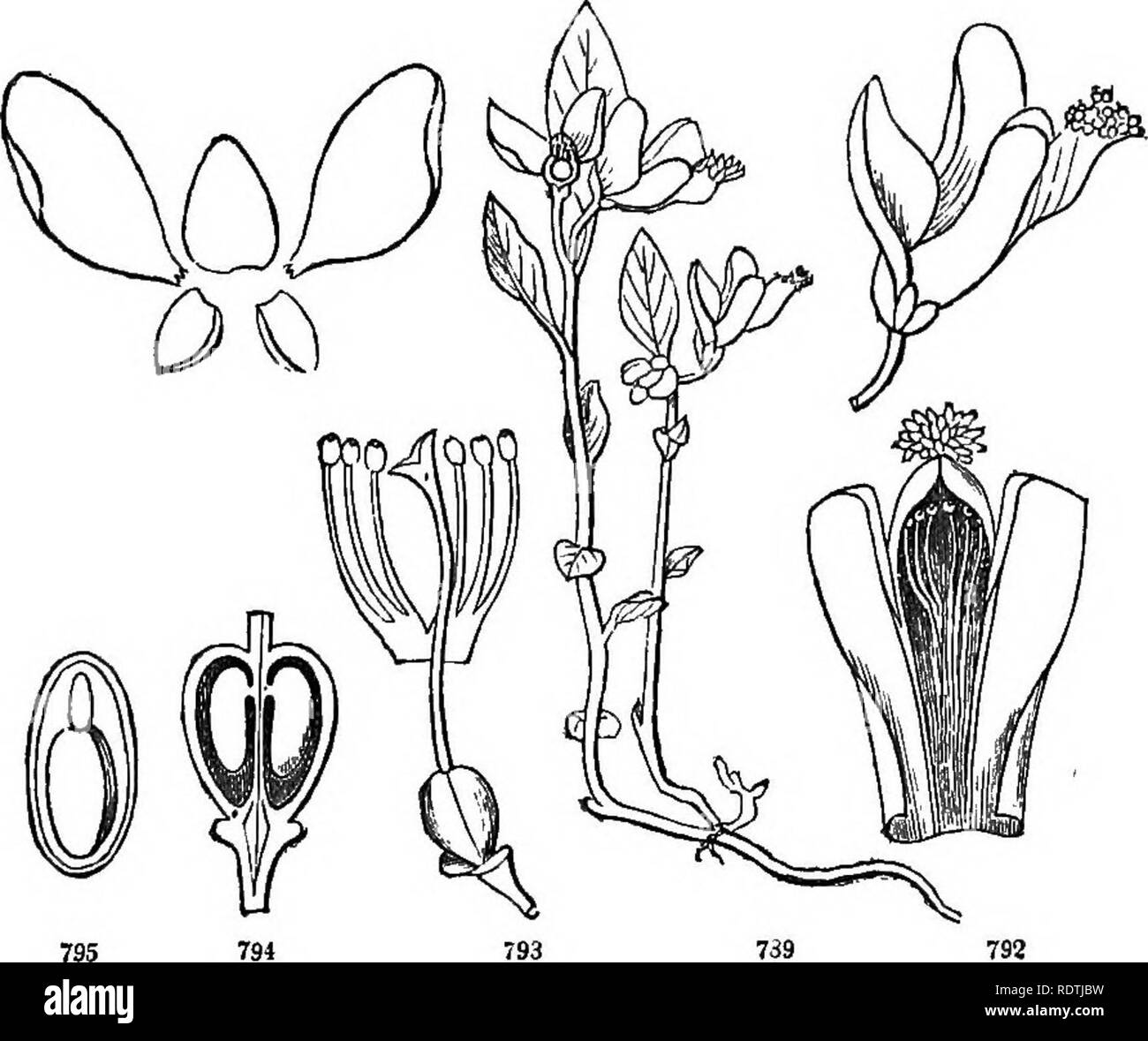 . Introduzione ai fondi strutturali e di botanica sistematica e fisiologia vegetale. La botanica. Esogena o piante dicotiledoni. 411 formando due samaras, e un embrione con lunghi e sottili, variamente curvi o avvolto cotiledoni (Fig. 103 -105) ; altrimenti quasi come nella vera Sapindacese. - Ex. Acer, l'acero; utile del legno-alberi del nord nelle regioni temperate. Lo zucchero viene ceduto dalla primaverile di sap Acer saccharinum, e in minor quantità in tutte le specie. 802. Ord. PolygalaccSB. Le erbe o piante arbustive, con semplici foglie intere, bisognosi di stipules. Fiori, perfetto, asimmetrico e irregolare, s Foto Stock