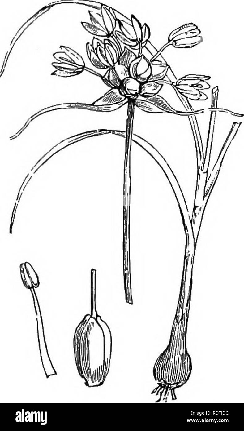 . Le illustrazioni della flora britannica: una serie di incisioni in legno, con le dissezioni, britannica di piante. La botanica; Botanica. 1048. Allium Ampeloprasum, L.Wild Lily; pag. 1049. Allium,Scorodoprasum, L. Sa?id L ily ; /*. Si prega di notare che queste immagini vengono estratte dalla pagina sottoposta a scansione di immagini che possono essere state migliorate digitalmente per la leggibilità - Colorazione e aspetto di queste illustrazioni potrebbero non perfettamente assomigliano al lavoro originale. Fitch, W. H. (Walter Hood), 1817-1892; Smith, George Worthington, 1835-1917; Bentham, George, 1800-1884. Handbook of British flora. Londra, L. Reeve Foto Stock