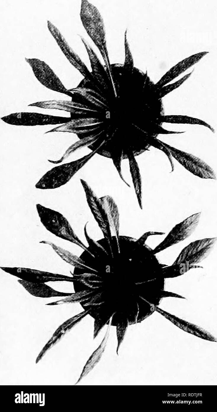 . Varie carte su oenothera. Oenothera; primule. 45° BOTANICAL GAZETTE [dicembre che essa non dà alcuna reversioni a f. typica. Tutte le piante aberrante nelle culture, sia dall'autoimpollinazione e da impollinazione con f. typica, sono mutazioni appartenenti al gruppo caratteristico. Come nel caso del mut. Formosa, la maggior parte delle mutazioni secondarie sono state mut. setacea. La piccola cultura di f. typicaXmut. albicans sottolinea il fatto che la composizione della cultura è condizionata dal gamete femminile. Come nel caso degli analoghi cross f. typicaXmut. Formosa, la progenie è solo il wha Foto Stock