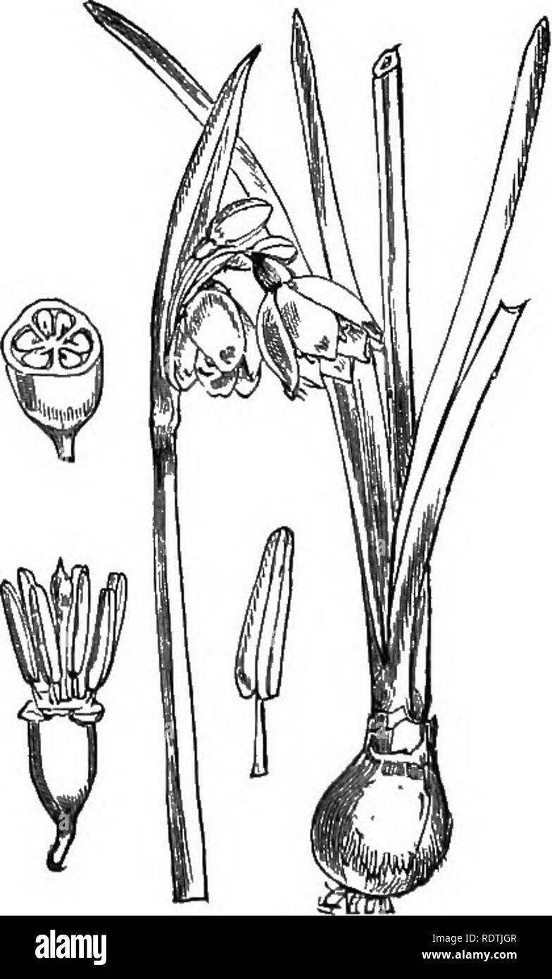 . Le illustrazioni della flora britannica: una serie di incisioni in legno, con le dissezioni, britannica di piante. La botanica; Botanica. 1025. Narcissus biflorus, Curt. Primrose ineguagliabile.. 1026. Galanthus nivalis, L. Snoivdyop. 1027. Leucoium sestivum, L. Estate Sttffivjlakc,. Si prega di notare che queste immagini vengono estratte dalla pagina sottoposta a scansione di immagini che possono essere state migliorate digitalmente per la leggibilità - Colorazione e aspetto di queste illustrazioni potrebbero non perfettamente assomigliano al lavoro originale. Fitch, W. H. (Walter Hood), 1817-1892; Smith, George Worthington, 1835-1917; Bentham, George, 1800-1884. Handbook of t Foto Stock