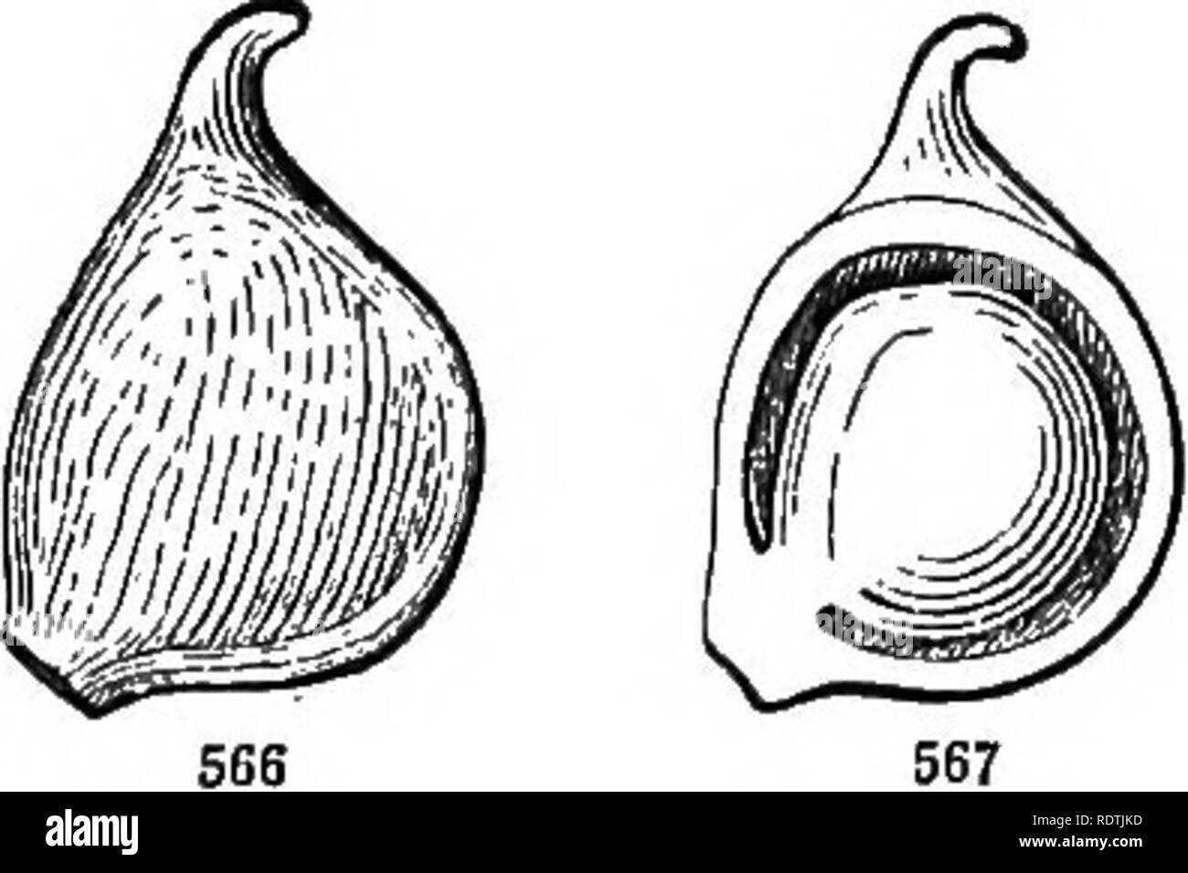 . Introduzione ai fondi strutturali e di botanica sistematica e fisiologia vegetale. La botanica. La sua natura. 313 applicabile solo alla frutta prodotta da tlie maturazione di un uno-celled pistillo; come la prugna, di pesche (Fig. 562), &amp;c.; ma è esteso in via generale a tali frutti con due o più cellule ossee racchiusa in pasta, come quella del Sanguinello, &amp;c. 600. Il lampone e blackberry (Fig. 564) sono costituiti da un grande numero di pietra in miniatura- frutti, o drupelets, in quanto essi potrebbero essere chiamati, in struc- ture che assomigliano a ciliegie (Fig. 565), aggregate su- un ricettacolo allungato. 601. Frutta secca può essere Foto Stock