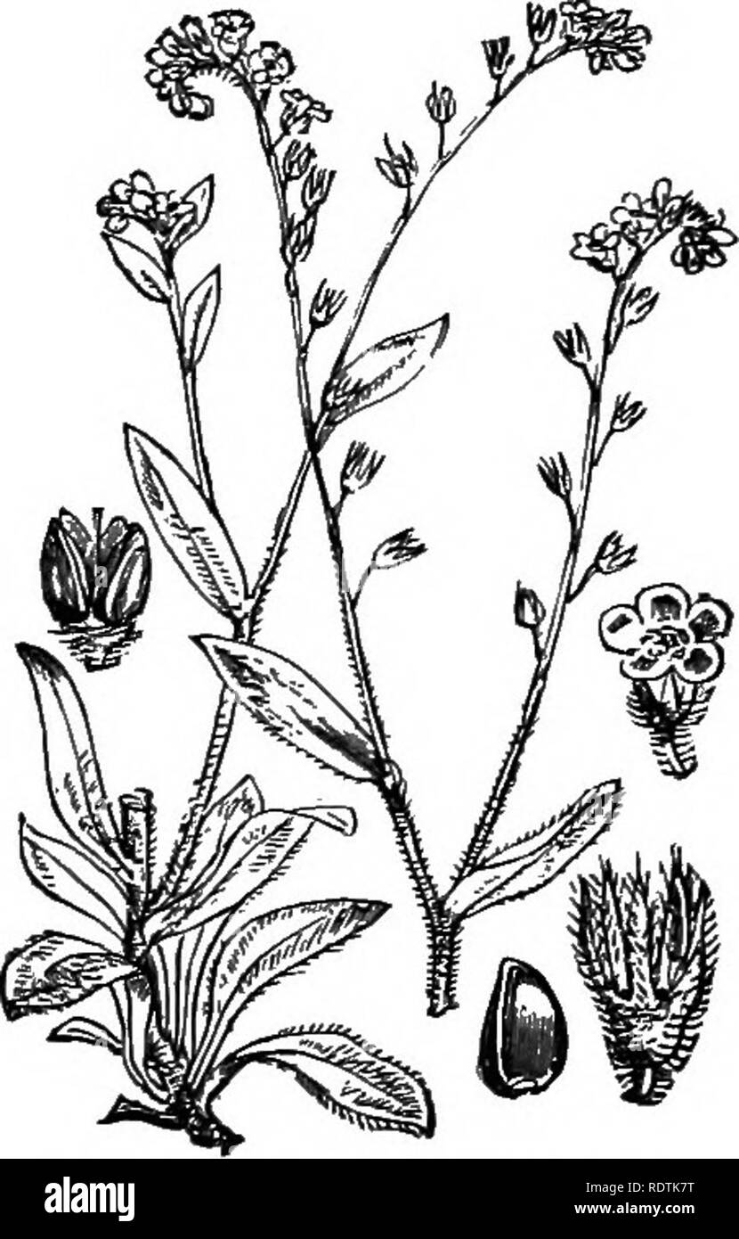 . Le illustrazioni della flora britannica: una serie di incisioni in legno, con le dissezioni, britannica di piante. La botanica; Botanica. 700. Myosotis sylvatica, Hoff. Legno Forgei'jne-non; B^ yoi, Myosotis arvense, Hoff. Dimenticare di campo-ine-7iot; B.. Si prega di notare che queste immagini vengono estratte dalla pagina sottoposta a scansione di immagini che possono essere state migliorate digitalmente per la leggibilità - Colorazione e aspetto di queste illustrazioni potrebbero non perfettamente assomigliano al lavoro originale. Fitch, W. H. (Walter Hood), 1817-1892; Smith, George Worthington, 1835-1917; Bentham, George, 1800-1884. Handbook of British flora. Londra, L. Foto Stock