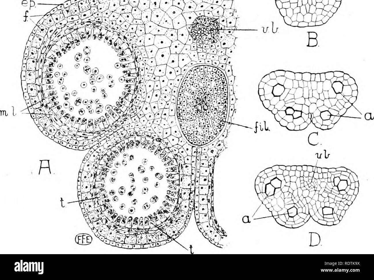 . Una introduzione alla struttura e la riproduzione delle piante. Anatomia vegetale; piante. 36o stami un singolo fascio vascolare attraversa il filamento e tessuto connettivo. Nella stragrande maggioranza dei casi l'antera porta quattro sacche di polline, due sul lato cither del tessuto connettivo (Fig. 209, un), sebbene il staniens del MaUow-famiglia (Malvace"), per esempio, ma due sacche di polline. In sezioni trasversali attraverso verj' J'oung immaturi di gemme fiorali, le antere sono visti consistono in uniforme. Fig. 20(j.-sviluppo dell'antera. Una sezione di poco più di metà della antera di una giovane stame, mostrando il jjoll Foto Stock