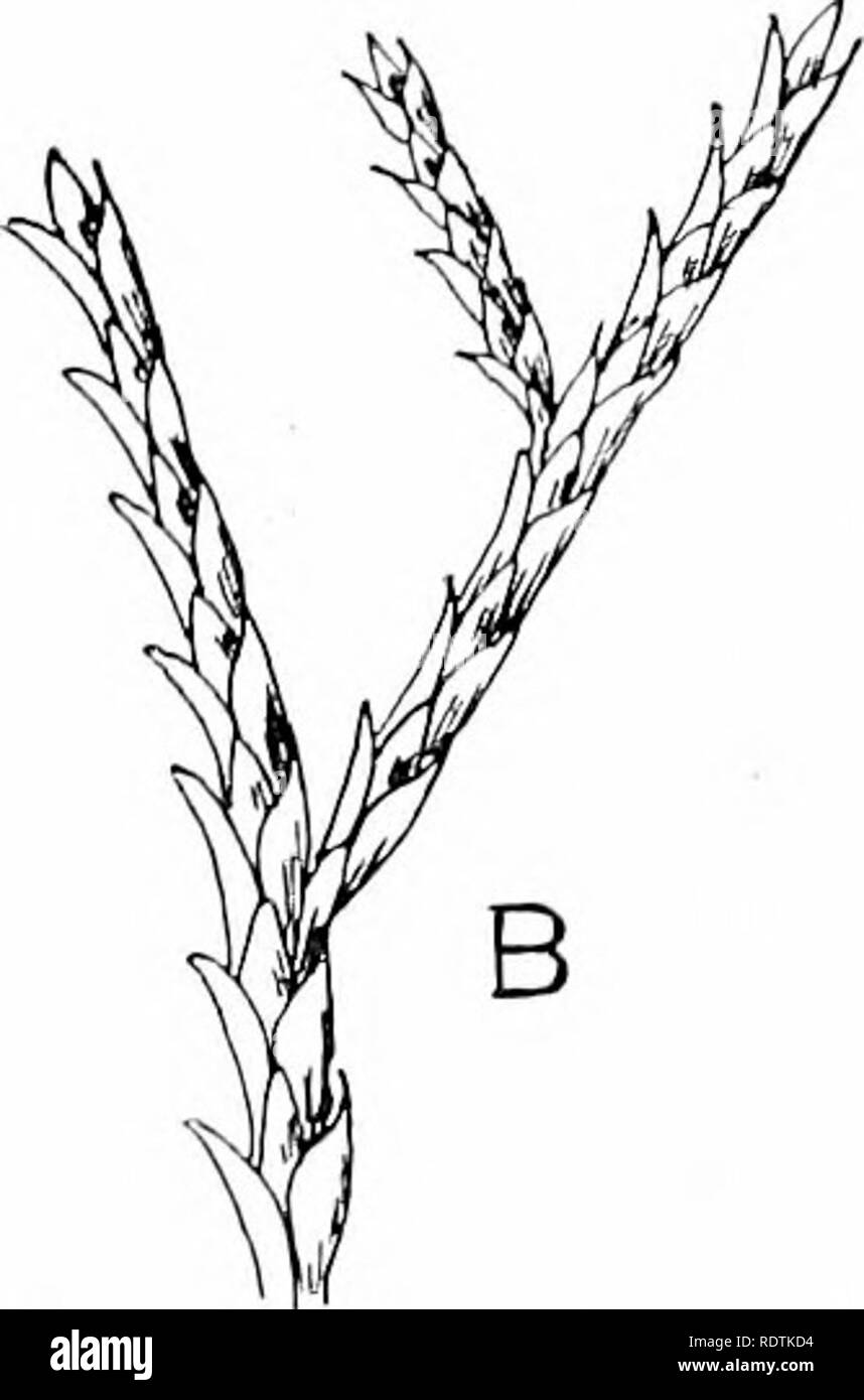 . Una introduzione alla struttura e la riproduzione delle piante. Anatomia vegetale; piante. Fig. 194.-Arbor Vit.-c {Thuja). Un ramo con maturi i coni femminili (circa dimensione naturale). B, piccola parte di una succursale allargata a mostrare la foglia- disposizione. I finlandesi e altri Abietinea2, nonché la scala-come le foglie trovati in cipresso, ecc, appaiono solo in una fase successiva e come un secondario di sviluppo. Da opportuni mezzi il novellame di fogliame può essere fatta persistere anche in condizione di adulto, come in alcune varietà coltivate di Thuja e Ciipressus (il retino- spora di vivaisti). Anche l'abitudine di latifoglie Foto Stock