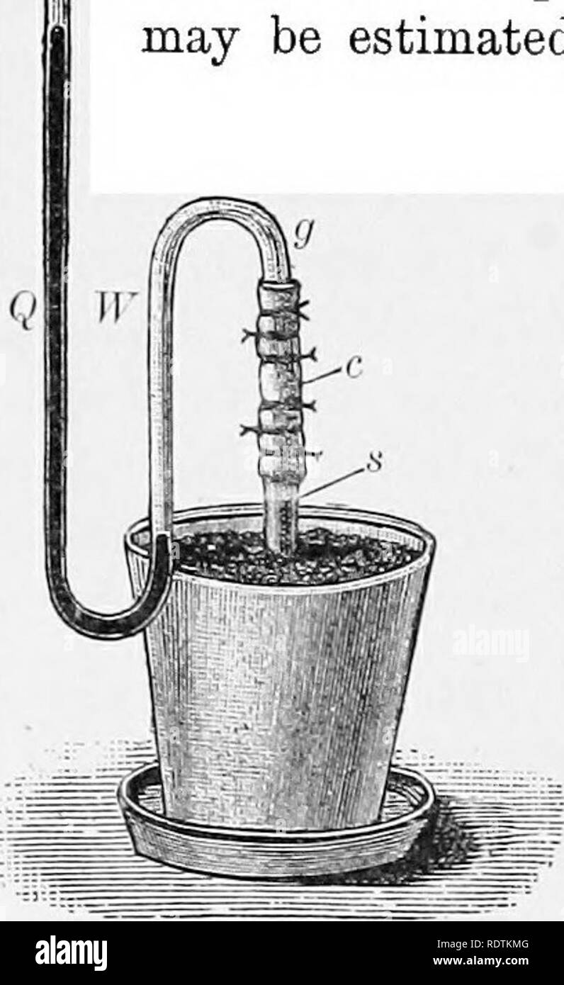 . Elementi di botanica. La botanica; Botanica. Radici. 37 copre la superficie interna della parete cellulare della radice dei capelli. Quando lo studente ha imparato come attiva una sostanza proto- plasm spesso dimostra di essere, egli non sarà stupito di trovare si comporta quasi come se fosse in possesso di intelligenza da cella a cella, una radice-peli è costretto stelo, appena come il tubo mostrato in con cui la up- può essere stimato e. Viaggiando in azione osmotica corrente di acqua derivata dall'alto attraverso le radici e nel contenuto dell'uovo è stato costretto in Mg. 21. 56. Pressione di root. - La forza ward f Foto Stock