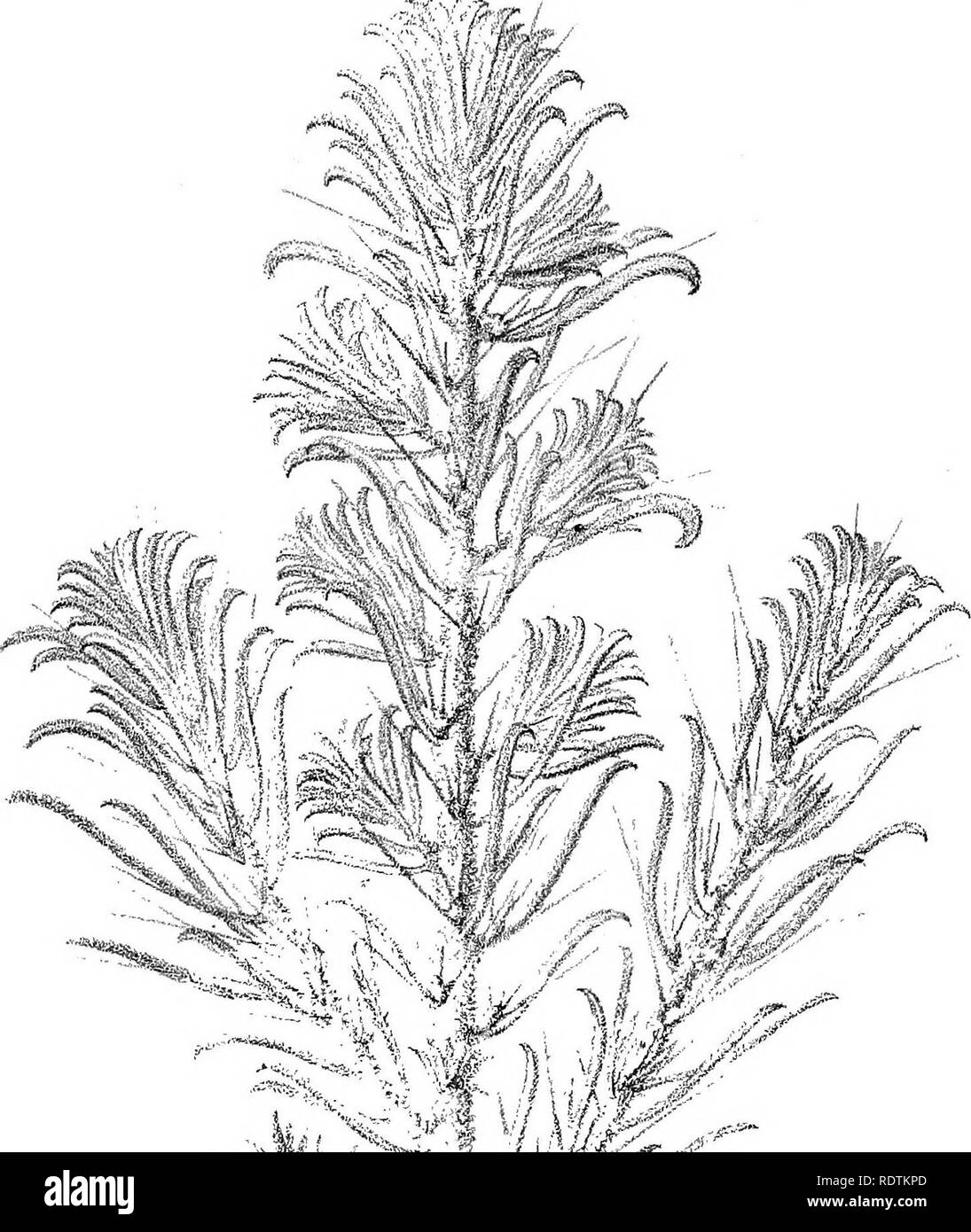 . Iconografia della Australian salsolaceous piante. Gli arbusti; Salsoleae. t]^J r t / liL t 2. Si prega di notare che queste immagini vengono estratte dalla pagina sottoposta a scansione di immagini che possono essere state migliorate digitalmente per la leggibilità - Colorazione e aspetto di queste illustrazioni potrebbero non perfettamente assomigliano al lavoro originale. Mueller, Ferdinand von, 1825-1896. Melbourne, cervello Foto Stock