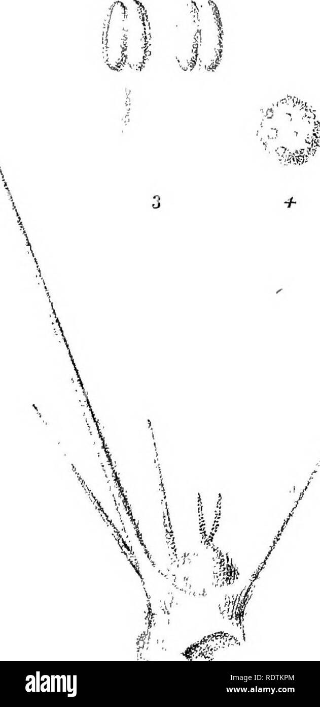 . Iconografia della Australian salsolaceous piante. Gli arbusti; Salsoleae. Â 1s i LXL. Si prega di notare che queste immagini vengono estratte dalla pagina sottoposta a scansione di immagini che possono essere state migliorate digitalmente per la leggibilità - Colorazione e aspetto di queste illustrazioni potrebbero non perfettamente assomigliano al lavoro originale. Mueller, Ferdinand von, 1825-1896. Melbourne, cervello Foto Stock