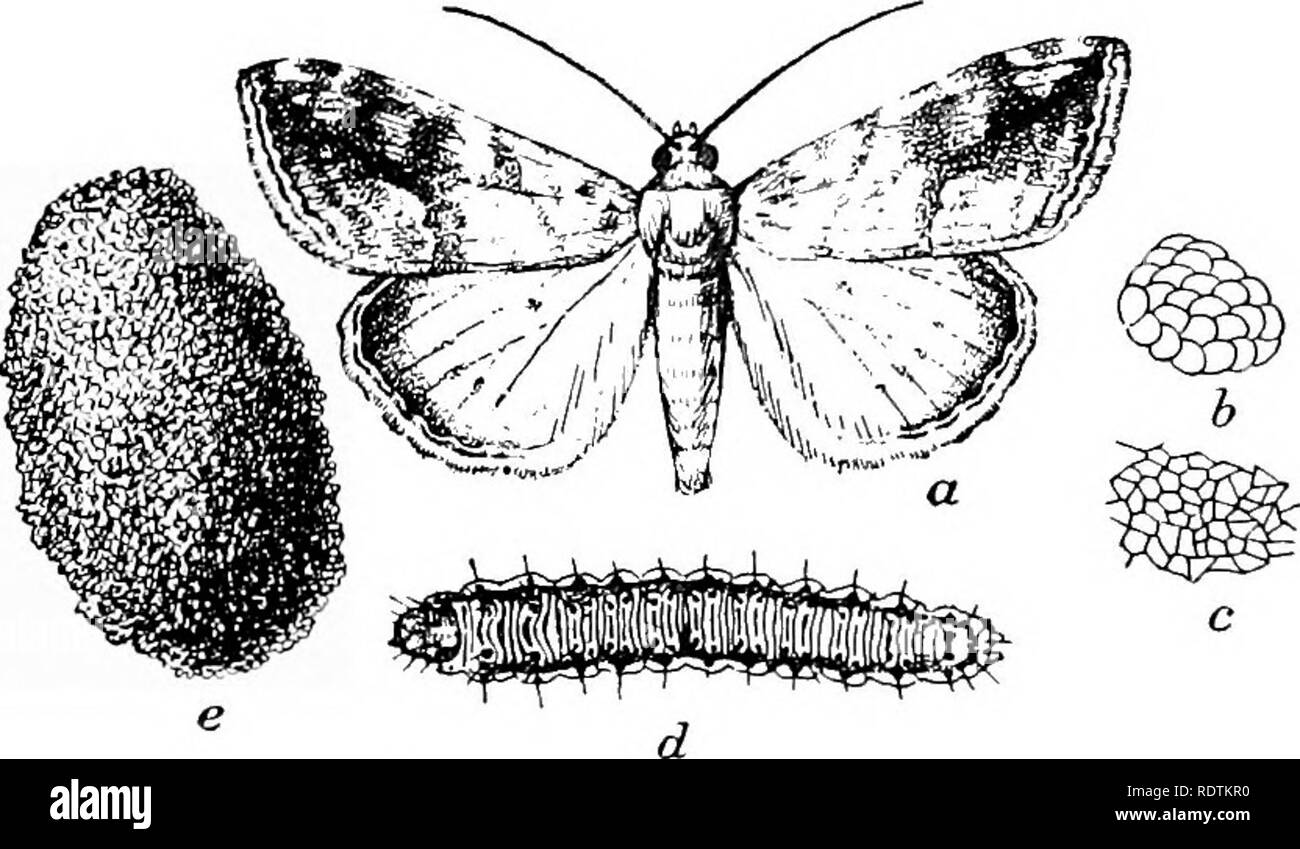 . Azienda agricola orticoli, preparata specialmente per coloro che sono interessati in home page oppure orticoltura commerciale. Giardinaggio di vegetale; frutti-coltura. " Capitolo VII I parassiti delle piante coltivate. Il grande danno per i raccolti cresciuti sia in casa come pure nel giardino commerciale è causato da varie classi di parassiti. Questi parassiti detto brevemente sono: (1) Insetti, (2) malattie delle piante (3) disturbi fisiologici, (4) predaceous animali.. Fig. 49.-meridionale worm di cavolo, mostrando fomplete metamorfosi, un, adulti; b, uovo di massa; d, larva o verme; t;, cocoon. (Chittenden, LTjiited States Department Foto Stock