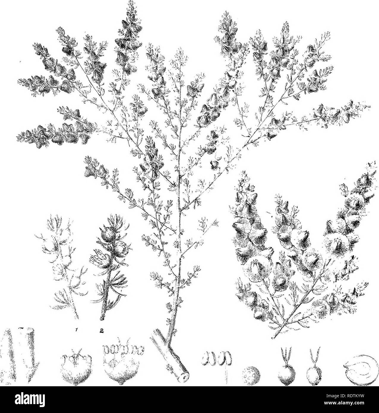 . Iconografia della Australian salsolaceous piante. Gli arbusti; Salsoleae. TTTX. "M .^. Si prega di notare che queste immagini vengono estratte dalla pagina sottoposta a scansione di immagini che possono essere state migliorate digitalmente per la leggibilità - Colorazione e aspetto di queste illustrazioni potrebbero non perfettamente assomigliano al lavoro originale. Mueller, Ferdinand von, 1825-1896. Melbourne, cervello Foto Stock