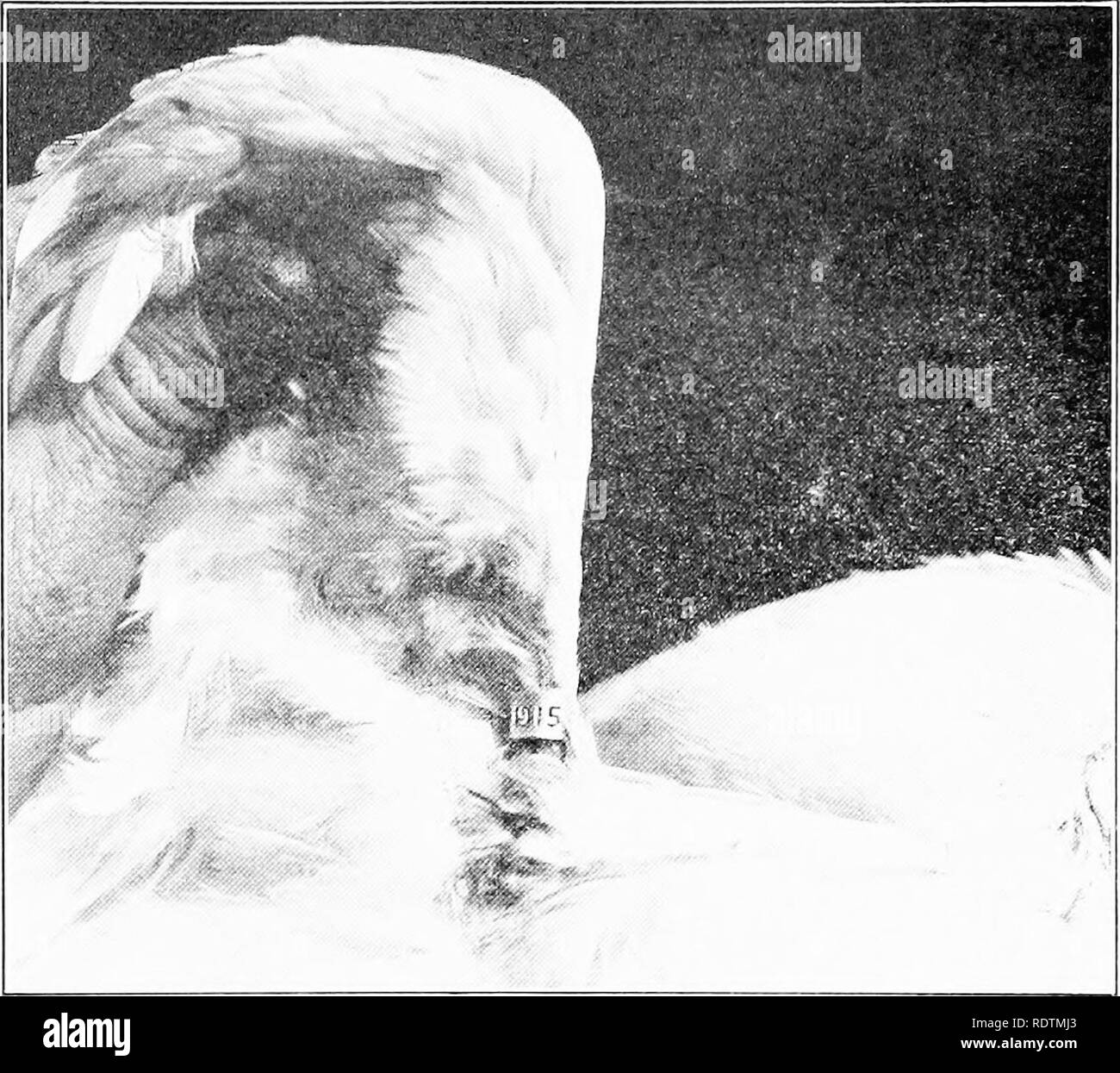 . La produzione di pollame. Il pollame. 126 LA PRODUZIONE DI POLLAME Ijreeder Tlie si prefigge non tanto "Imw duranteil&GT;" come "come buona." Pe(hgTee hreeihng è una necessità nella selezione per fecuiKJit.N' o potenza di cova. Non ci si può che egli le migliori progressi lungo pro(linee hiction witlmiit. Tig. .59. ingliaiiii ;I^ i1 appuar^ in 1 lir wiiii^ "io" tlii un ilie }"car data della schiusa come wcH come stagno; (--fortuna niiiniirr del. Come se nanains in posizione per tutta la vita, Iho'aec n[ il lurd può alvas n- Inld. (('(Jurtcsy del Kansas .Agriciiltuial ho''xp(ainicnt stazione) generale |)roihi(a'-r, Foto Stock