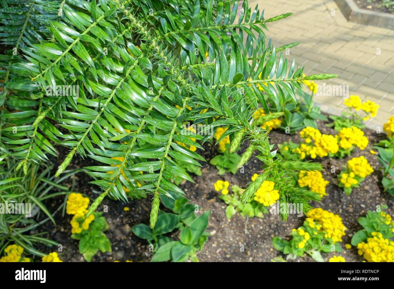 Araucaria bidwillii - Savill Garden - Windsor Great Park, Inghilterra - Foto Stock