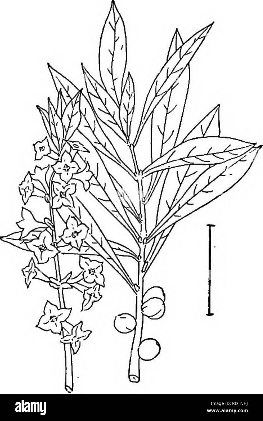 . Arbusti ornamentali degli Stati Uniti (Hardy, coltivati). Arbusti. Fig. 618. - Spiue Bush. Fig. 519. - Leatherwood. Rosso o Bull Bay - Persea Borti6nia (P. oarolin^ins) -è selvaggio da Virginia a sud, cresce all'altezza di 40 piedi e ha bacche blu, J pollice lungo, su steli rosso.. Si prega di notare che queste immagini vengono estratte dalla pagina sottoposta a scansione di immagini che possono essere state migliorate digitalmente per la leggibilità - Colorazione e aspetto di queste illustrazioni potrebbero non perfettamente assomigliano al lavoro originale. Apgar, A. C. (Austin Craig), 1838-1908; Draycott, Ada (Apgar). New York, Cincinnati [etc] Ameri Foto Stock