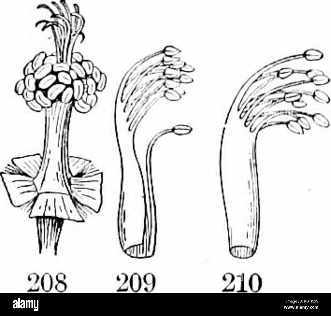 . Contorni di botanica per la High School di laboratorio e aula (basato su Grey's lezioni di botanica) preparata su richiesta del Dipartimento di Botanica dell'Università di Harvard. La botanica; Botanica. Il FLOWFAt l;J5. ing "in una fraternità "), quando uniti dalla loro filamenti in un set, di solito in un anello o coppa lielow, o in un tubo, come in tlie iMallow famiglia (Fig. 208), il fiore della passione (Fig. 202), e il lupino (Fig. 210). Diadelphous (significato in due fratello- cappe), quando uniti da filamenti in due insiemi, come nel segnale di PEA e la maggior parte del suo vicino a parenti (Fig. 209), di solito nove in su Foto Stock