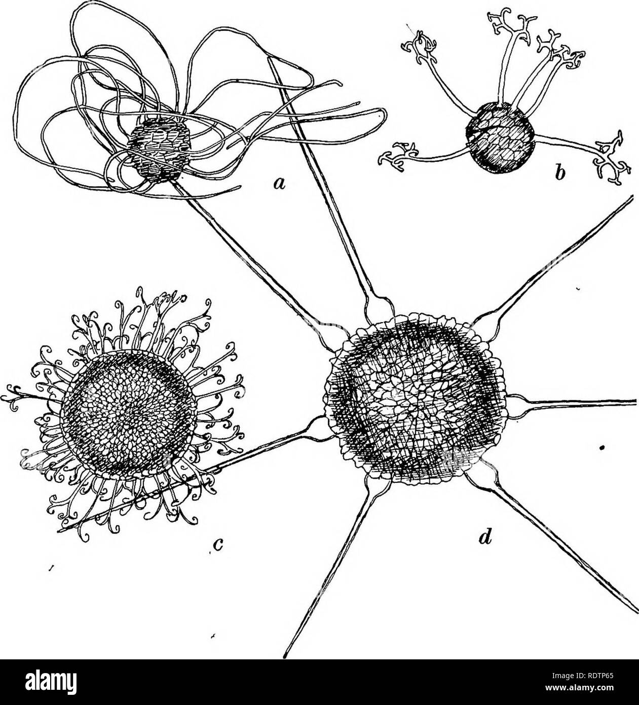 . Funghi, Ascomiceti, ustilaginales, uredinales. Funghi. Ill] ERYSIPHALES 83 murato sulla sua superficie superiore, ma un ovale regione resta sottile sul lato inferiore. Come la maturazione perithecium perde acqua in modo fare le appendici; la sottile zona sotto la lampadina viene spinto dalla pressione atmosferica, sotto la superficie diventa di conseguenza più corto rispetto a quello superiore e la fine della colonna vertebrale è tirato verso il basso fino a quando la successiva umidificazione si raddrizza di nuovo (Harper).. Fig. 40. Perithecia di a. Erysiphe tortilis (Wallr.) Fr.; b. Mia-osphaeria sp. c Aceris (CC). Sacc; d. Phyllactinia Corylea (Pers.) carsica.; x 120. Unci Foto Stock