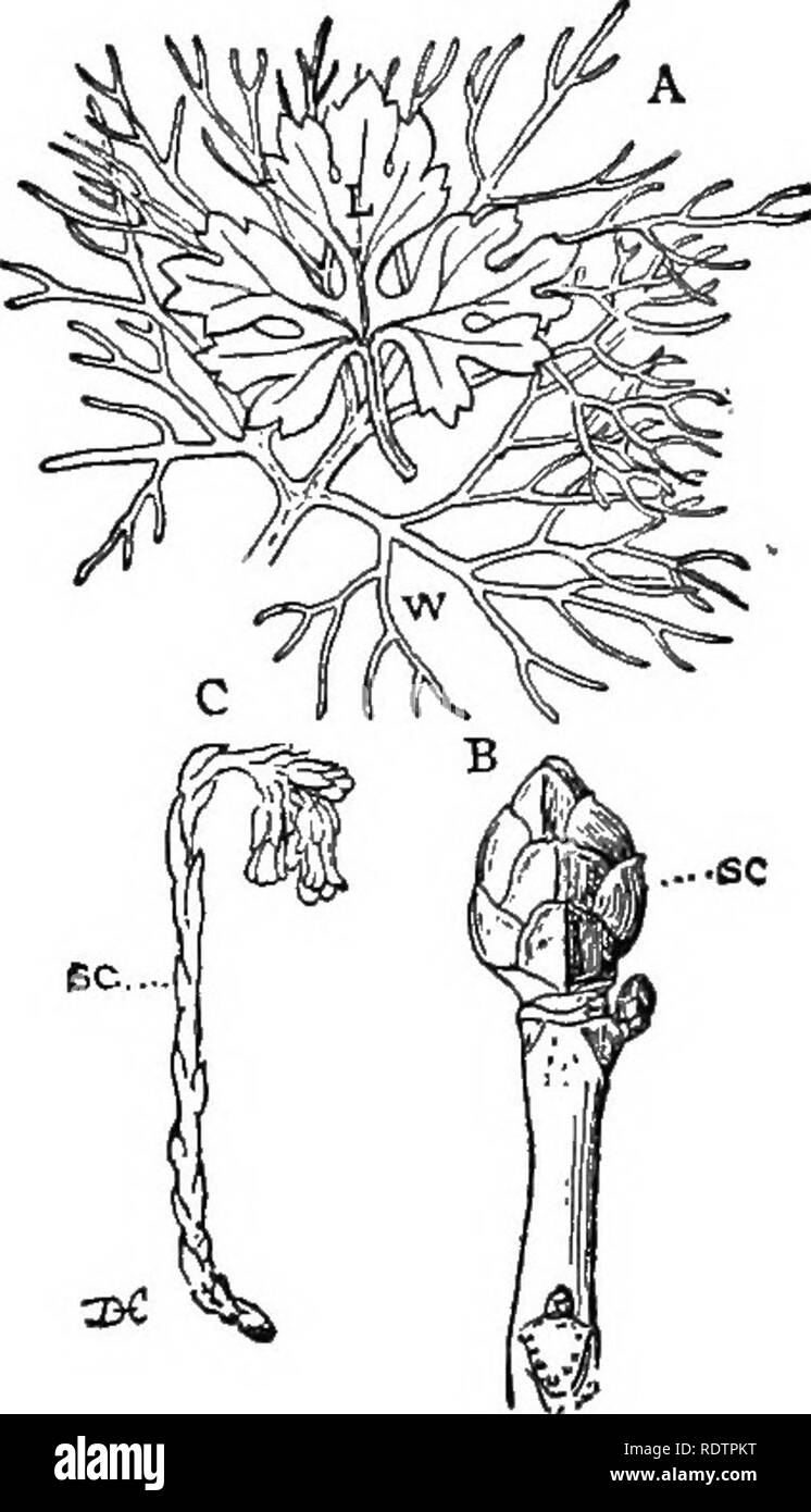 . Lezioni sulla evoluzione delle piante. La botanica; piante. 270 Evoluzione di piante di solito quasi circolare in profilo. Stomata sono de- veloped sulla superficie esposta la cui cella esterna- pareti sono anche cutinized, ma sono assenti dal di sotto. Molti aquatics sommerse hanno le radici imperfettamente sviluppati, serve soltanto come organi di attacco, oppure essi possono essere del tutto assenti, come nella vescica comune- alghe Utricularia. Come queste piante assorbono la maggior parte del loro cibo dalle sostanze dis- risolto nell'acqua circostante, le radici sono molto meno importanti in impianti i cui elementi superiori sono esposti a un Foto Stock