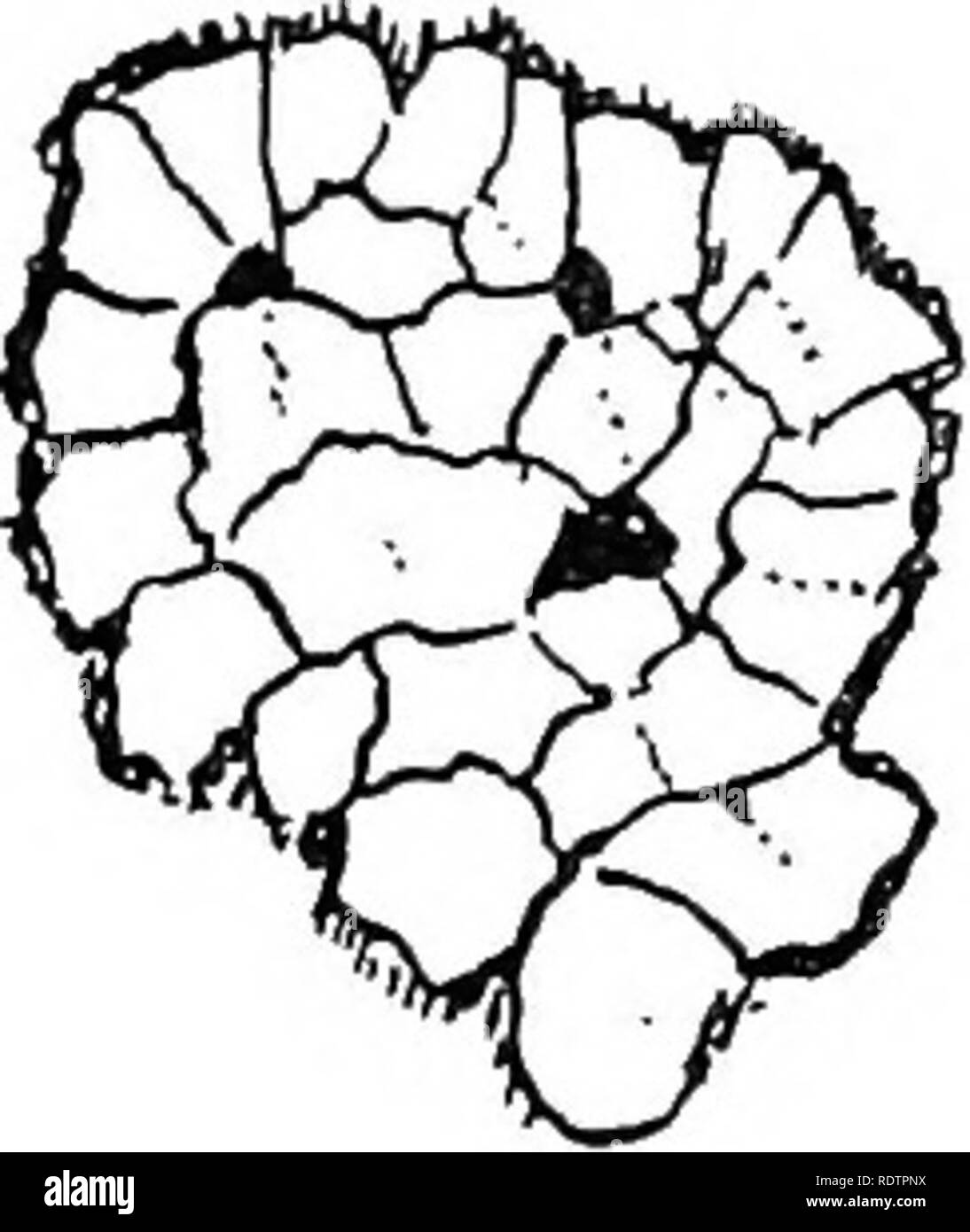 . I licheni. I licheni. STRATOSE TALLO 73 hyphae; ma in quelle in cui una crosta distinte o granuli sono formate, tre diversi strati di tessuto sono distinguibili: 1st. Una tomaia tessuto corticale di hyphae interlacciato con frequenti setti- zione e rigonfiato con pareti gelatinoso, strettamente compattato e con il lume delle cellule quasi cancellata, non unfrequently uno strato di mucillagine che serve come una cuticola esterna. Questo tipo di corteccia è stato chiamato da Hue^ "decomposto." è soggetto a costante di resistenza agli agenti atmosferici la superficie, strati sottili vengono continuamente spellato, ma è come continuamente rene Foto Stock