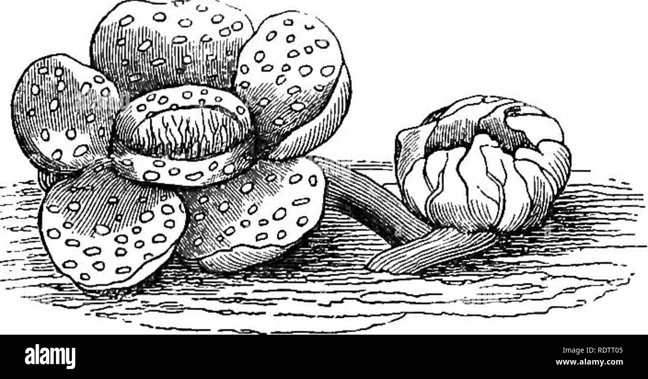 . I principi di botanica, come esemplificato nella phanerogamia. La botanica; botanica; fanerogame; 1854. 134 composto gli organi delle piante. Fig. 41.. Il Raffles in foreste di Sumatra, nell'anno 1818, che crescono su steli di Cissus augustifolia, una specie di pianta rampicante o vitigno. In bud membro questo fiore è quasi un piede di diametro, e quando è completamente espanso, nove piedi di circonferenza e tre metri dalla punta di un petalo a quella di un altro. La sua sostanza è circa la metà di un pollice di spessore e la pianta intera pesa quindici libbre. Il suo colore è arancione chiaro con chiazze di colore bianco giallastro, Foto Stock