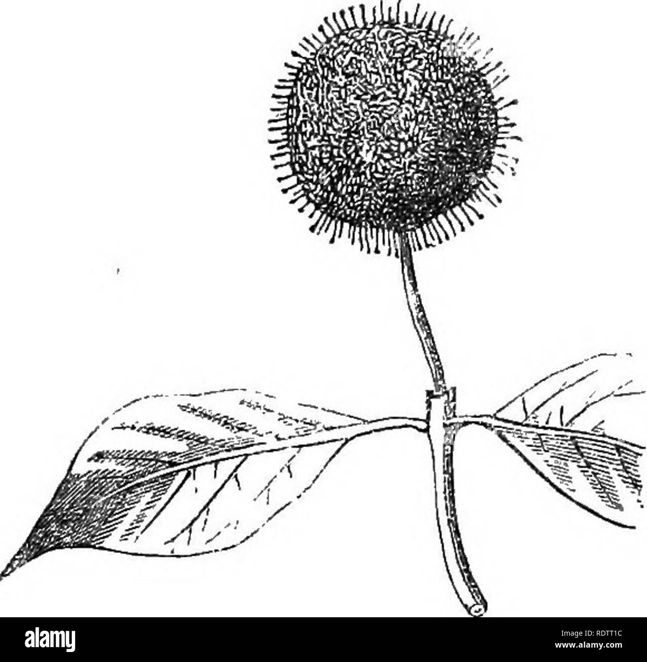 . I principi di botanica, come esemplificato nella phanerogamia. La botanica; botanica; fanerogame; 1854. Fig. 23.. o prolungato come trifoglio, l'apice dell'asse fiorale è dilatata orizzontalmente in modo da consentire a un gran numero di fiori di crescere. Si prega di notare che queste immagini vengono estratte dalla pagina sottoposta a scansione di immagini che possono essere state migliorate digitalmente per la leggibilità - Colorazione e aspetto di queste illustrazioni potrebbero non perfettamente assomigliano al lavoro originale. Coultas, Harland, d. 1877. Philadelphia : Re &AMP; Baird Foto Stock