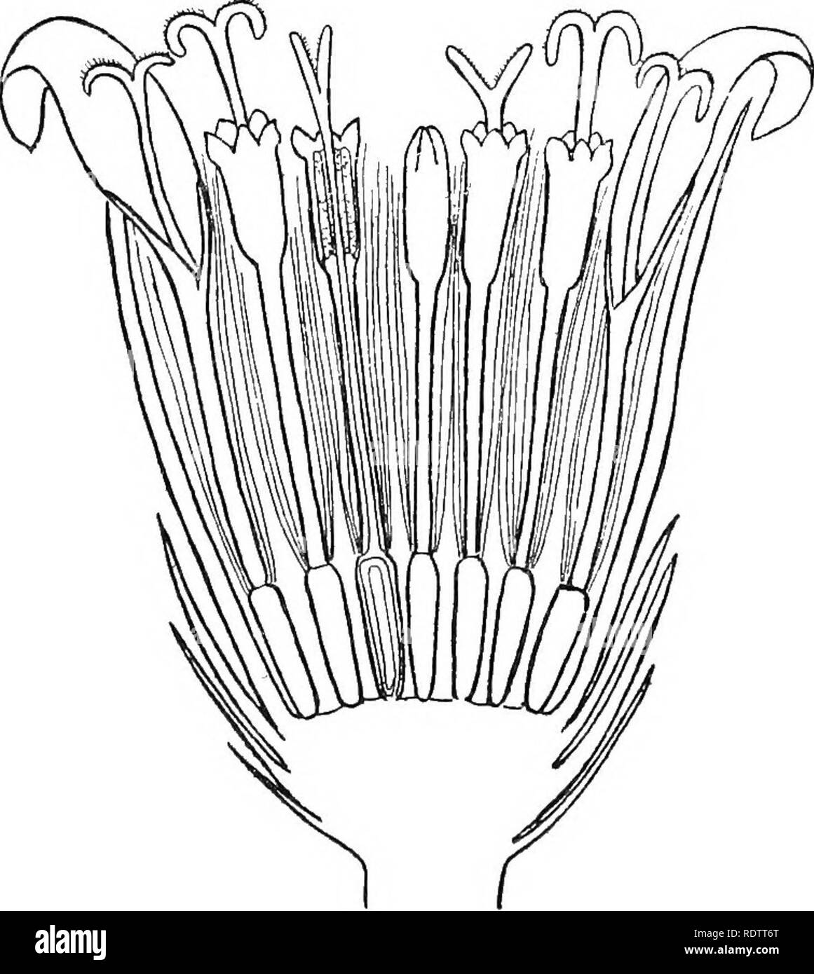 . La vita delle piante in Alpine Svizzera; essendo un account in un linguaggio semplice della storia naturale di piante alpine. Piante di montagna. 330 Appendice II la Sassifraga (Testo-fig. XXVIII.) abbiamo un esempio di un modo incompleto epigynous fiore. I petali e stami crescere dal bordo del tubo del calice, che è fusa con la parte inferiore del gynceceum. Il gynceceum consiste di due carpels, non diversamente da due brevi pea-pods fusi insieme. Il Groundsel (Testo-fig. XXIX.) appartiene a un altro. La fio. XXIX.-La testa di fiori del Groundsel, Senecio (ordine naturale Compositse). Ingrandita. tipo avanzato, ho Foto Stock