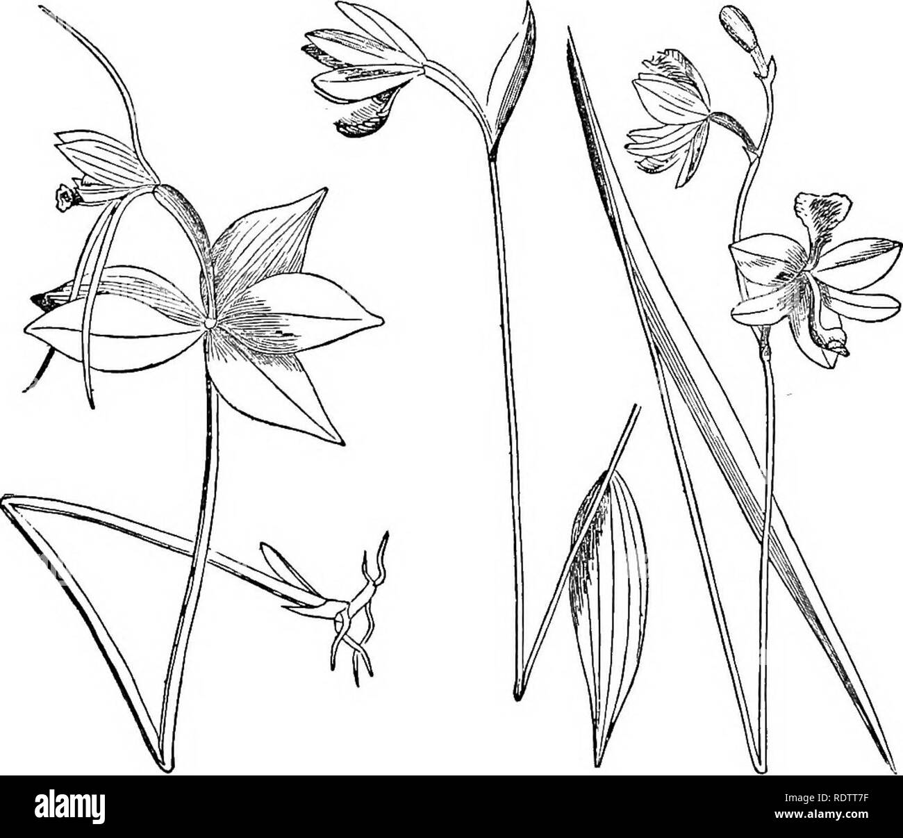 . Le foglie e i fiori : o oggetto di lezioni di botanica con una flora : preparata per principianti in accademie e scuole pubbliche . La botanica. 290 LA FLORA. 8 S. latifo'lia. Ampia-lv. L. foglie oblunghe-lanoe. 2-4' lungo. Spike densa. Labbro oblungo, blunt, croccante. ho S. cer'nua. N"dding L. foglie lineari lanceolate, 3-10' lungo. Spike densa. Labbro oblungo, rotondo, croccante. 6. OALOPO'GON. Rosa d'erba. Fiore con i sepali e petali simili, spalmatura, distinti. Labbro sul lato superiore del fiore, sgambate alla base e sopra la barba. Alato di colonna al vertice. Il polline-masse 2.-balestra la guaina di base del scape, whi Foto Stock