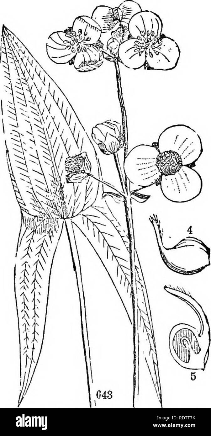 . Le foglie e i fiori : o oggetto di lezioni di botanica con una flora : preparata per principianti in accademie e scuole pubbliche . La botanica. 284 LA FLORA. Coorte VI. FLORIDaaS, O LA FIORITURA ENDOGENS. Ordine CXXXV. ALISMACEJE. Alismads. I serbi che crescono in acqua, witli le foglie in parallelo, venato e con il /abbassa regolari e non su un spadix ; la cade costituito da sepali e petali, 3 di ciascuna, ex sempre verde ; ovaie libero, 3 o più, separando in altrettanti 1-seeded achenia. Analisi dei generi. Il sistema LVS. § Sia il calice e la corolla verdastro. rush-simili (freccia-graminacee) b § Corolla colo Foto Stock