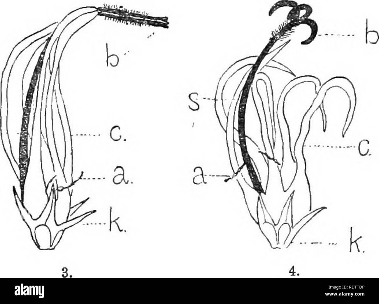 La Vita Delle Piante In Alpine Svizzera Essendo Un Account In Un Linguaggio Semplice Della Storia Naturale Di Piante Alpine Piante Di Montagna 6 Fig X I Fiori Del Round Headed Rampion Phytmma
