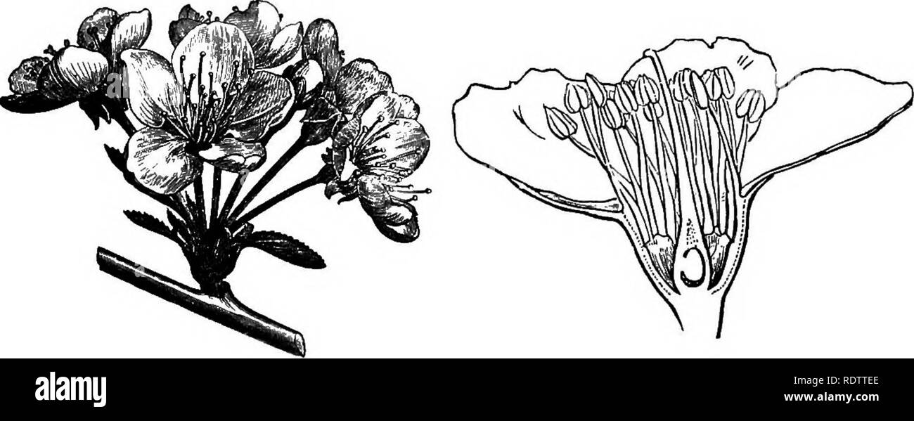 . La botanica per licei e collegi. La botanica. 530 Botanica. Tribù Pruneoe.âTrees e arbusti, -witli steli producendo gomma. Semplice, prevalentemente foglie dentellate e solitaria maturazione carpel in una drupa. (Figg. 478-9). PruHUS communis, mandorla, è un nativo di Asia occidentale e ormai in molti a caldo i paesi con clima temperato per la sua Iruits. Due varietà principali sono cresciuti, vale a dire. Dolce e amara ; nella ex il kernel è commestibile, considerando che, in quest'ultimo, è amaro e velenoso. Un olio viene espressa da entrambi i tipi. La pesca è stata fino a poco tempo fa considerati come una specie distinta (P. Persica), ma Foto Stock