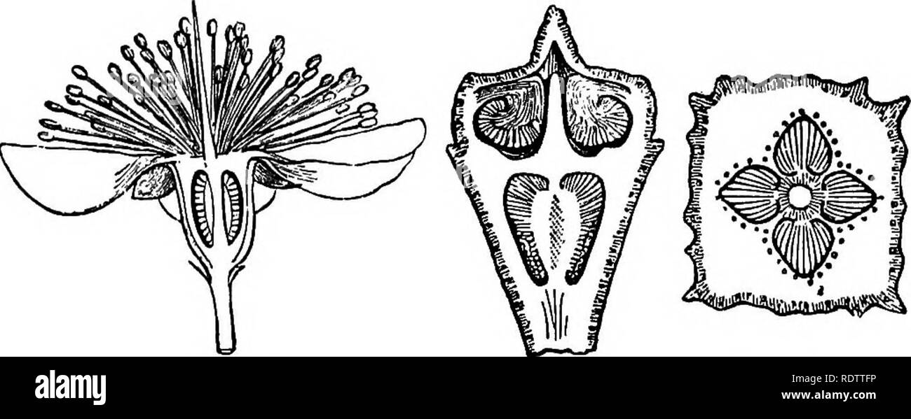 . La botanica per licei e collegi. La botanica. 524 Botanica. cm. (4-6 pollici) nel diametro interno del wliicli sono un certo numero di grezzo di semi oleosi, le noci del Brasile di commercio. Strettamente legato a questo è il pot di scimmia, la cui woody-frutta sgusciate è dehiscent da un coperchio circolare. Molti degli alberi di questo ordine fornire prezioso legname. Myrtus communis, il mirto albero dell Asia Occidentale, produce un disco di legno a chiazze molto stimata in turnery. (Fig. 466.), eucalipto, sp., la gomma di alberi di Australia e Tasmania. Queste sono grandi e maestosi alberi, spesso in aumento per l'altezza di cinquanta a uno hun- dred metri (150-30 Foto Stock