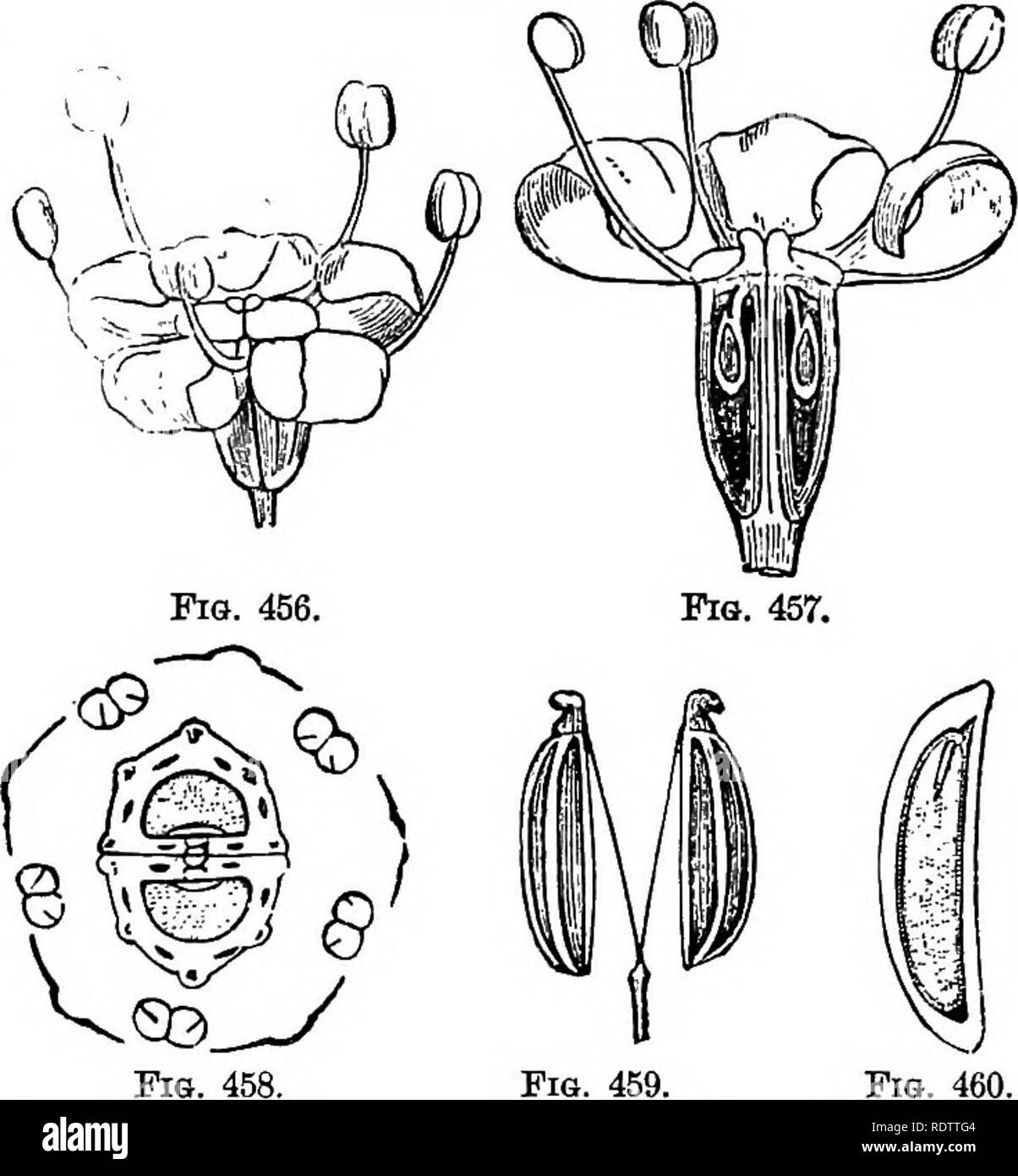 . La botanica per licei e collegi. La botanica. UMBELLALES. 519 Figg. 456-GO.-Illustrazioni di FtEiricuLUM vuiiQABS. Au. Maqhitisd. Stati Uniti, è duro e a grana fine, e a volte è usato come un sub- stitute per legno di bosso. Tke legno di Nysaa muUiflora, la gomma aspro, Tupelo, o Peppridge tree della parte orientale degli Stati Uniti, è estremamente difficile da Spalato, ed è molto utilizzato per la realizzazione di mozzi per ruote di carri. Ordine Araliaceee.-arbusti o alberi, raramente le erbe aromatiche, con prevalenza di al- ternate composto lascia ; frutto di solito una bacca o drupa. Specie 340, prevalentemente tropicale. Alcune delle specie di ^r-ato sono o Foto Stock