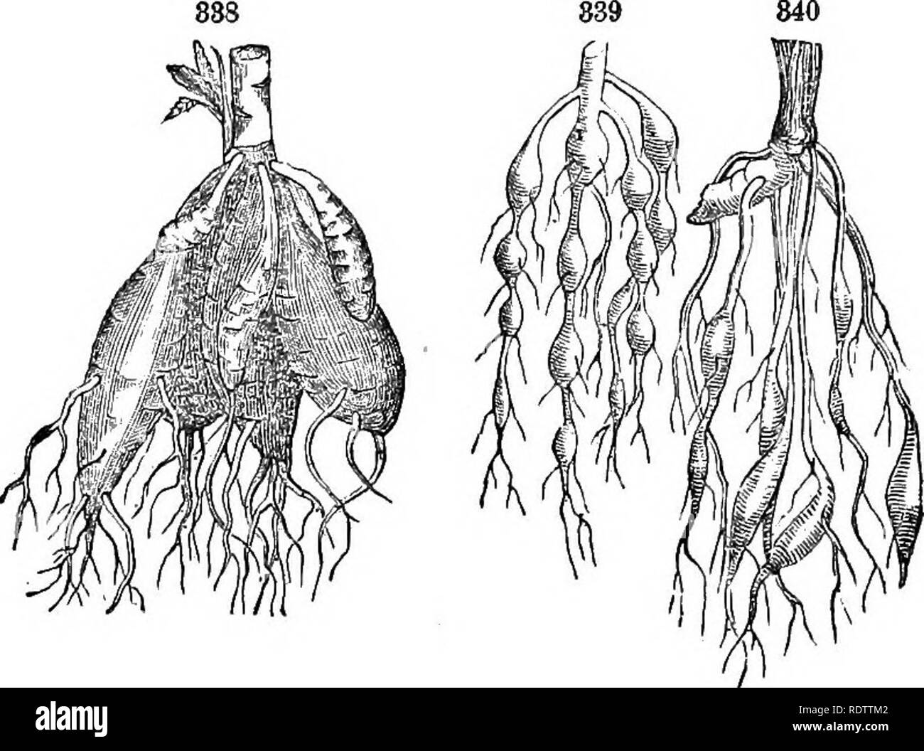 . Le foglie e i fiori : o oggetto di lezioni di botanica con una flora : preparata per principianti in accademie e scuole pubbliche . La botanica. 106 Oggetto lezioni di botanica. Spiraea. Se poco tuberi e qui ci sono attaccati alle fibre, la radice è tubercolari, come in Squirrel mais,. Fig. 888. Fibro-radice tuberosa della peonia. Fig. 839. Fibro-radice tuberosa di Spirffia filipundula. Fig. 840. Fibro-radice tuberosa ef lutto geranio. 223. Tutte queste forme carnose, se tuberose o fibro-tu- berous, vengono riempiti con amido, depositato lì in negozio per utilizzare in futuro la crescita della pianta. Molte altre forme Foto Stock