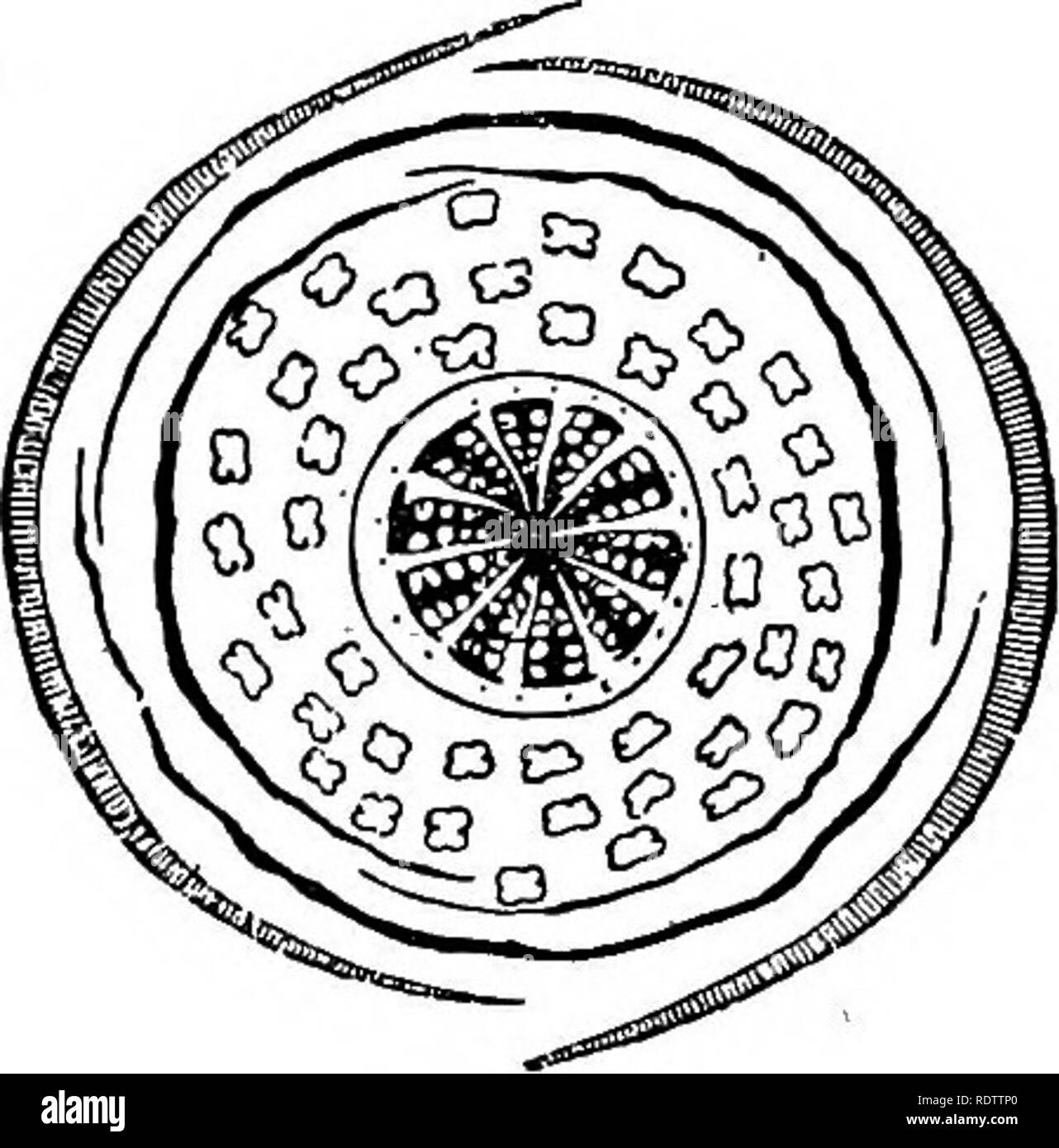 . La botanica per licei e collegi. La botanica. Maiale. 543.. Maiale. 544. Maiale. 542.-eection verticale del fiore. Ingrandite. Fig. 543.-pistillo e stame. Ingrandite. Maiale. 545. Fig. 544.-schema di fiori. Fig. 545.-frutti maturi. ing nuovamente quando asciutto. Su questo conto è anche chiamato la risurrezione impianto. Ordine Fuiaariaceee.-Erbe con succhi di frutta acquosi, alternativo, di solito suddiviso lascia ; fiori zygomorphic ; stami ben definito, quattro, cinque o sei e diadelphoua. Specie circa 100, nativi di porzioni più calde del Nord zona temperata e del Sud Africa. Essi possiedono un acridi e principio astringente, Bentha Foto Stock