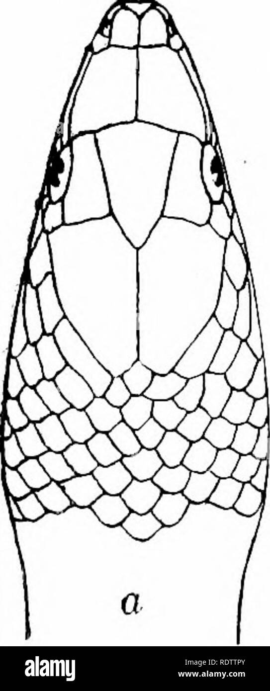 . I serpenti delle Isole Filippine. I serpenti. 100 serpenti delle Isole Filippine Il genere è confinata nelle Filippine. Il record di Dume- ril e Bibron per Java è senza dubbio un errore.* Tlie prima specie sembra essere confinata alla parte meridionale di Luzon, Samar e Mindanao; il secondo, a nord e Luzon Centrale. MODESTUM OXYRHABDIUM (Dumeril e Bibron) Stenognath-come modesto Dumeril e Bibron, Erp. Gen 7 (18.54) 504; Petees, lun. BERL. Ak. (1861) 684; Jan, Arch. Zool. Anat. Phys. 2 (1862) 28; l'icona. Gen. (1865) 13, pi. 1, fig. 3. Rhabdosoma leporinum, parte., Guntheb, Cat. C Foto Stock