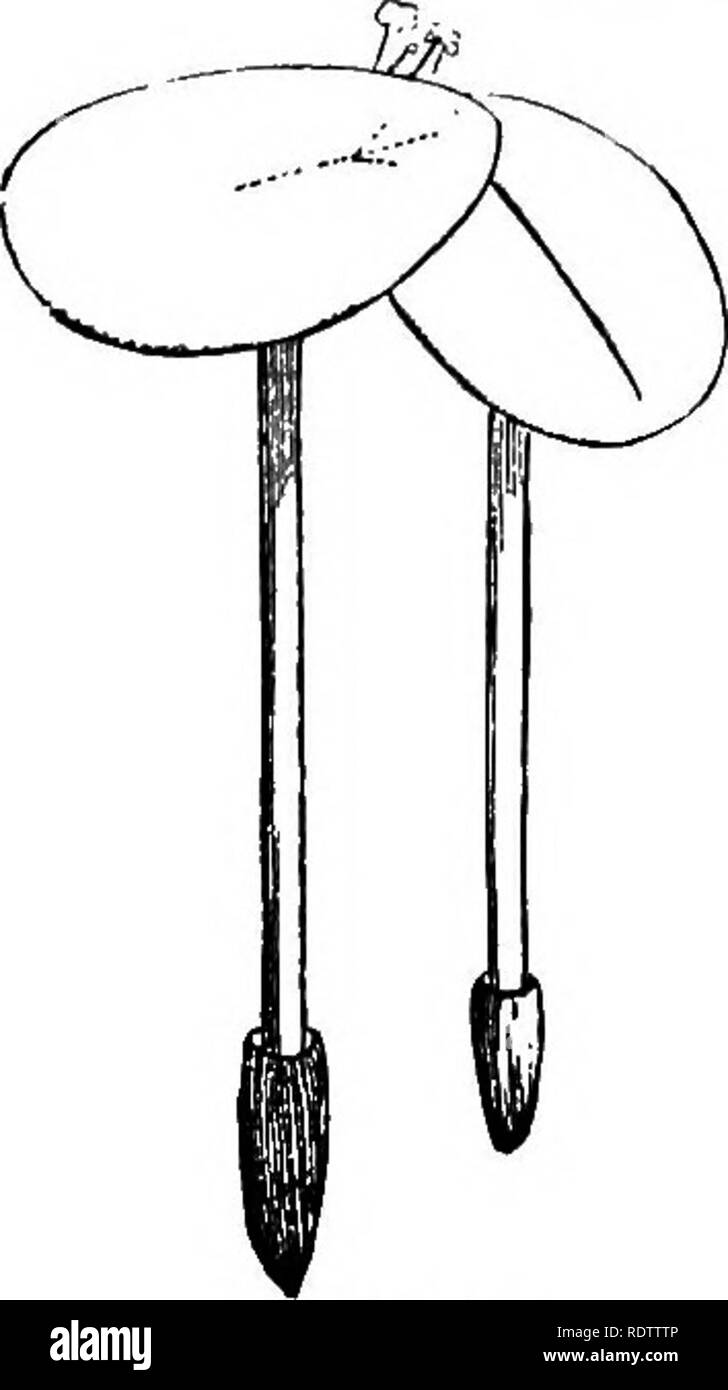 . La botanica per licei e collegi. La botanica. 462 Botanica. Alcune di queste specie sono stati utilizzati in medicina, tra i quali sono le cime di rapa Indinii {Ariscema) e il dolce bandiera (Acorus). Galdcasiamitiqvorum, un grande impianto di tropici, è il TBT-re coltivata per le sue carnose corm farinacei. È cresciuto con noi per il suo fogliame fine. Richardia Afiicana, il cosiddetto Calla-lily, o etiope Lily, un na- tivo del Capo di Buona Speranza, è un comune verde-pianta di casa. Symplocarpus fwtidus, la Skunk cavolo-del Nord degli Stati Uniti, è notevole per l'odore mephitic delle sue foglie ammaccate. Amorpliopliallu Foto Stock