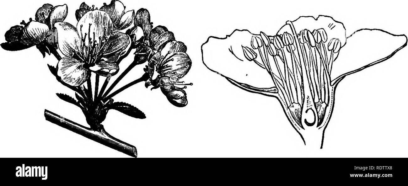 . La botanica per licei e collegi. La botanica. 530 BOTANT. Tribù Prunece.-alberi e arbusti, witli steli producendo gomma, semplice ed essenzialmente foglie dentellate e solitaria maturazione carpel in una drupa. (Figg. 478-9). Prunus communis, mandorla, è un nativo di Asia occidentale e ormai in molti a caldo i paesi con clima temperato per i suoi frutti. Due principali varietà sono cresciute, vale a dire dolce e amara ; nella ex il kernel è commestibile, considerando che, in quest'ultimo, è amaro e velenoso. Un olio viene espressa da entrambi i tipi. La pesca è stata fino a poco tempo fa considerati come una specie distinta (P. Persica), ma Foto Stock