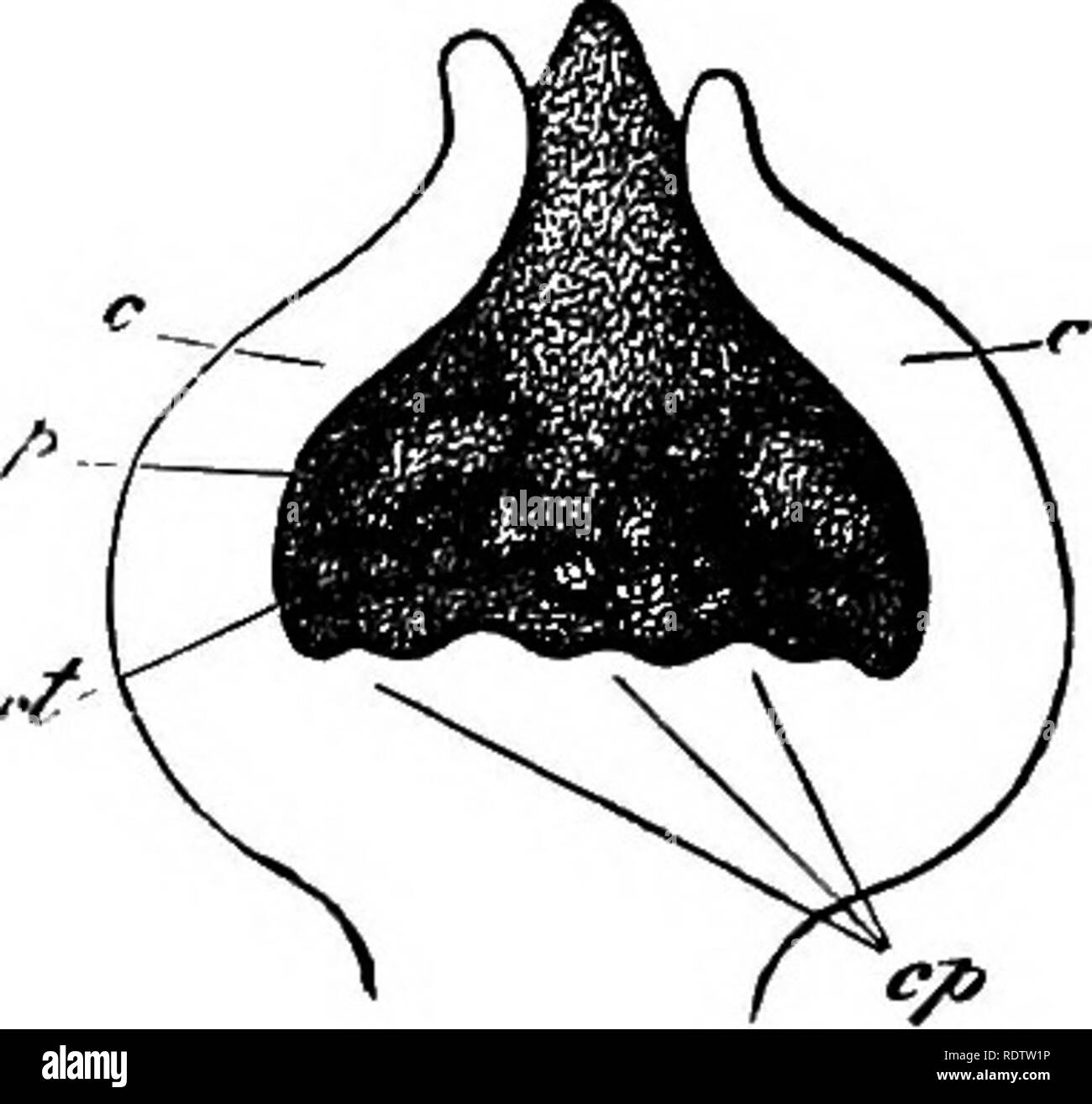 . La botanica per licei e collegi. La botanica. GLOSSOLOGY DI ANGIOSPEBMS. 437 L'impianto, hanno reso necessario l'uso di molti termini descrittivi, il principale solo quelli di cui sarà notato qui. L'infiorescenza.-La disposizione dei fiori, w]mi di etere, singolarmente o a gruppi su un più o meno ramificate asse, è denominata l'infiorescenza. La ramificazione dell'asse in gruppi di fiori è quasi universalmente mono. Si prega di notare che queste immagini vengono estratte dalla pagina sottoposta a scansione di immagini che possono essere state migliorate digitalmente per la leggibilità - Colorazione e aspetto di queste illustrazioni potrebbero non perfectl Foto Stock