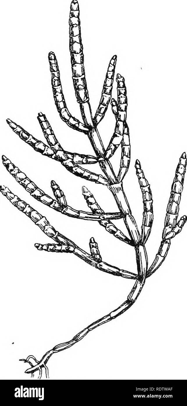 . British piante; la loro biologia ed ecologia. La botanica; botanica; Ecologia vegetale. 278 BRITISH impianti 1. La flora di Mud-Flats e Salt-Marshes.-su terreni fangosi margini di estuari e a bassa quota terreno soggette ad inondazioni periodiche dal mare, il suolo è saturo con sale- acqua, e le piante sono tipici halophytes, con foglie carnose o steli (p. 88). Di solito immersi nell'acqua di estuario è una zona di Zostera e al di sopra di questa, sul piatto raggiunge, interamente o parzialmente sommerso ad alta marea, il solo vegeta- zione consiste di Salicornia herhacea (vetro annuale- wort), o in alcune parti S. radic Foto Stock