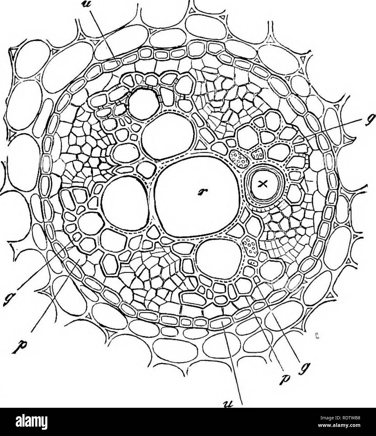 . La botanica per licei e collegi. La botanica. L'i'lBBO-VASUULAR SY8TEM. 119 â e il floema è così evidente che essi sono detti essere composto â di tessuti corrispondenti, (1), vascolari (3) fibrosa, e (3) parenchimatosi.* i tessuti vascolari sono da un lato il tessuto tracheary trovato solo nello xilema e dall altra il setaccio di tessuto floema. Il tessuto fibroso â¢dello xilema è la varietà con la più breve e più difficile. Fig. 108.âCross-sezione del flbro-liiindle vascolare di un vecchio radice accidentale di Ranunculus repens. g, G, G, i margini esterni dell'lUates radiale della trachea Foto Stock