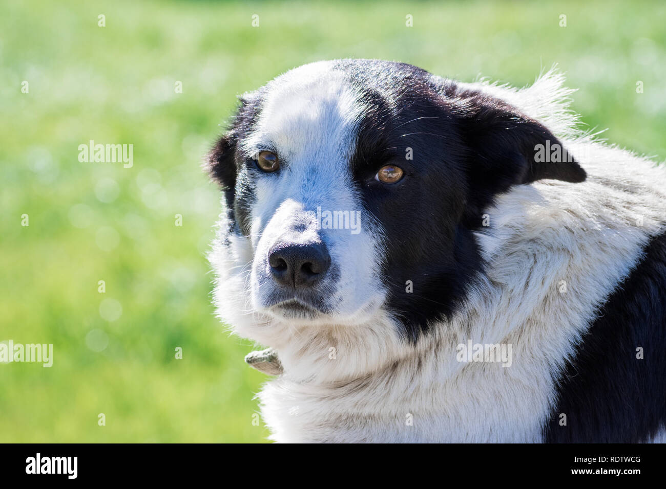 Close up inglese il cane pastore, San Francisco Bay Area, California; foto in bianco e nero Foto Stock