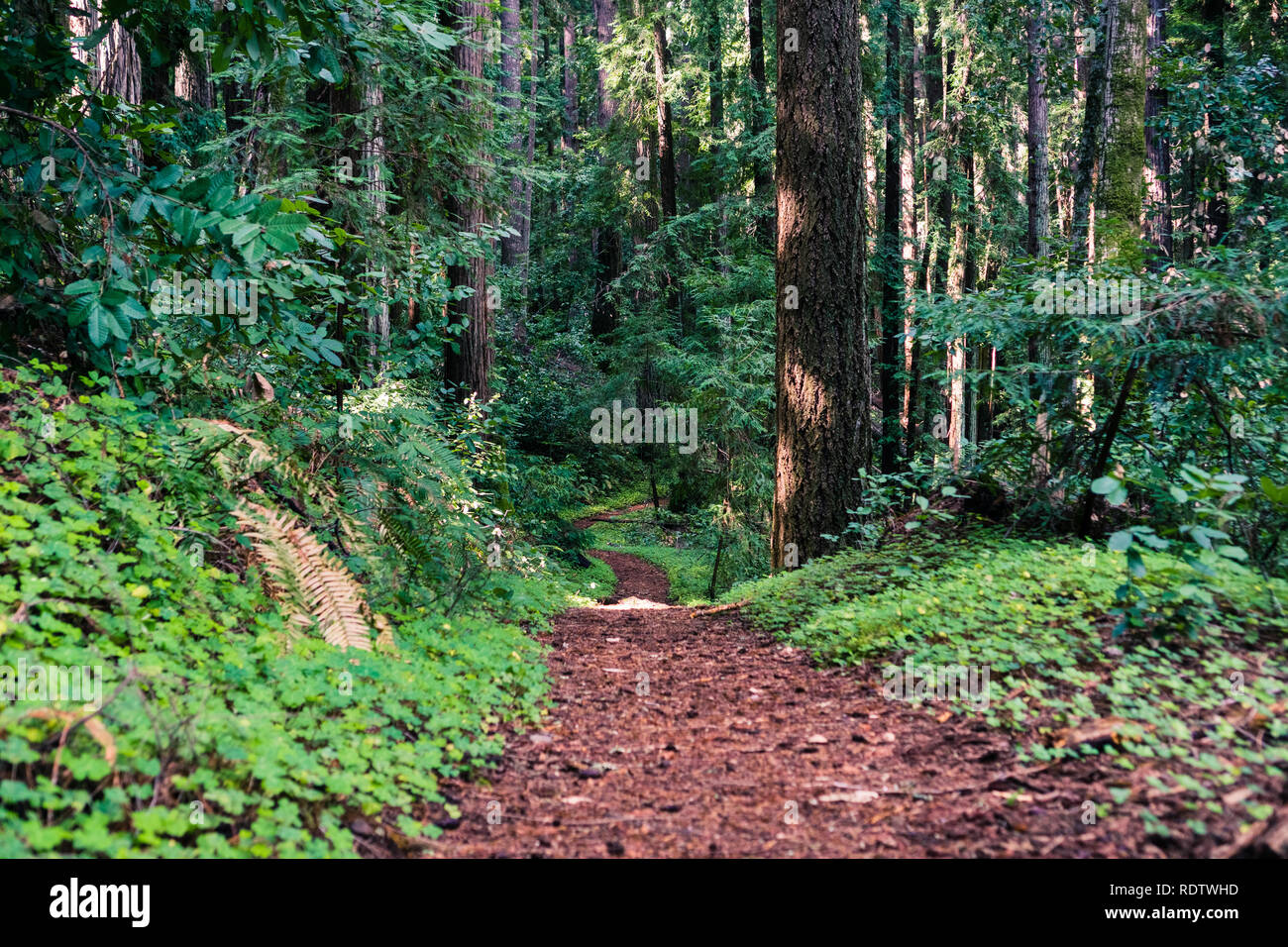 Sentiero escursionistico schierate con redwood sorrel attraverso le foreste di Henry Cowell State Park, Santa Cruz Mountains, San Francisco Bay Area, California Foto Stock