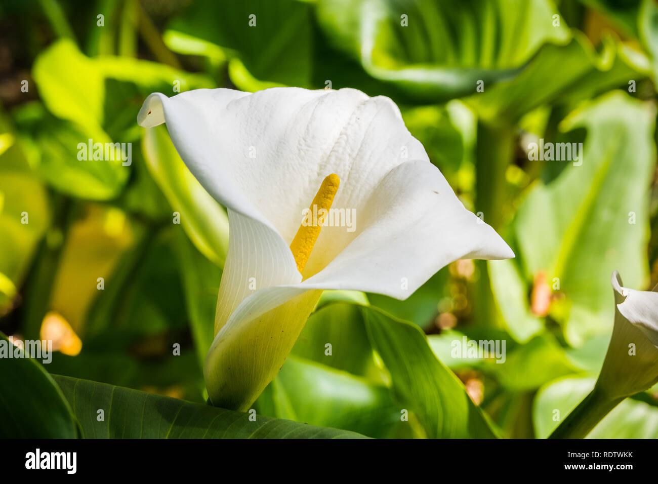 Close up della fioritura Calla Lily (Zantedeschia aethiopica), California Foto Stock