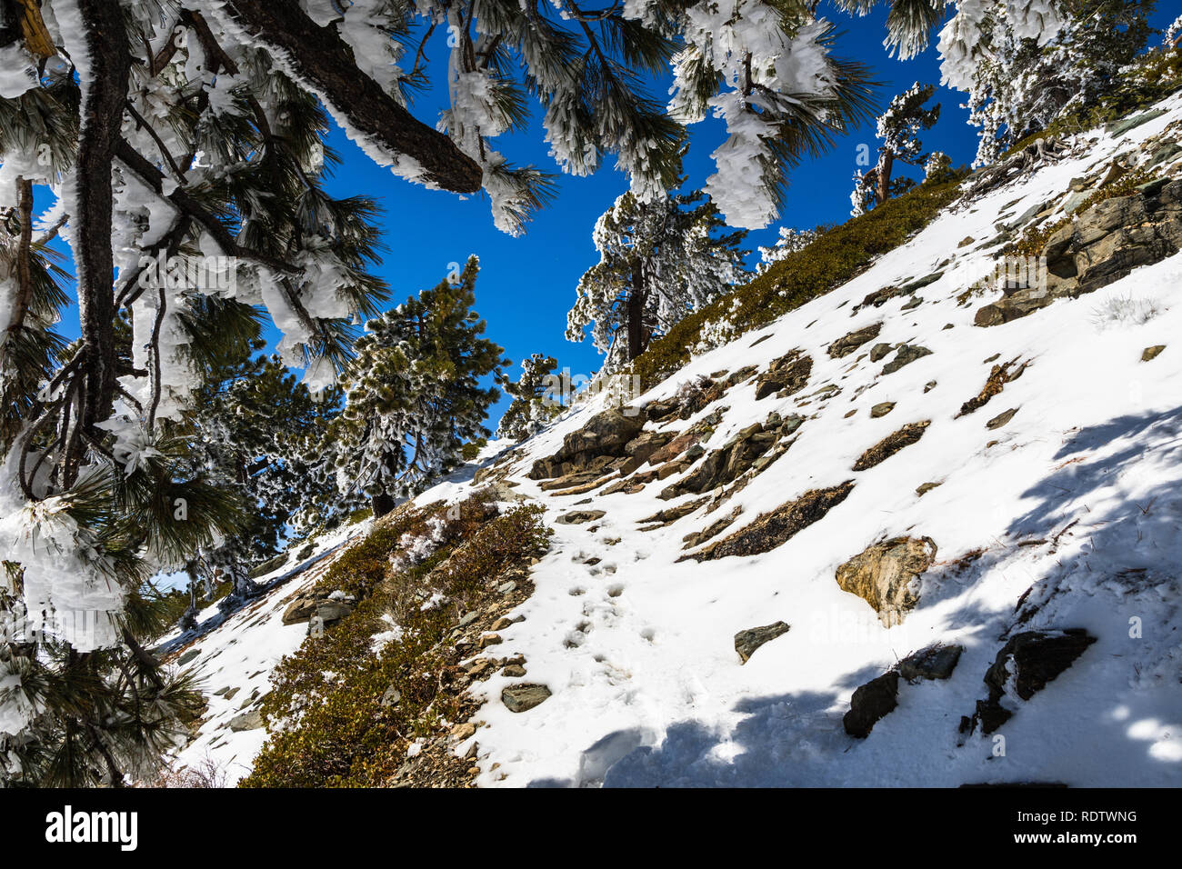 Escursioni a piedi alla cima del monte San Antonio (Mt Baldy) su uno stretto sentiero coperto di neve su una soleggiata giornata di primavera, Los Angeles County, California del sud Foto Stock
