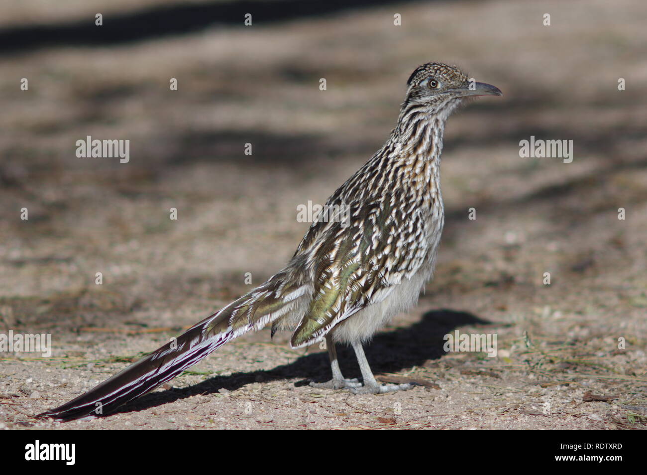 Maggiore Roadrunner Foto Stock