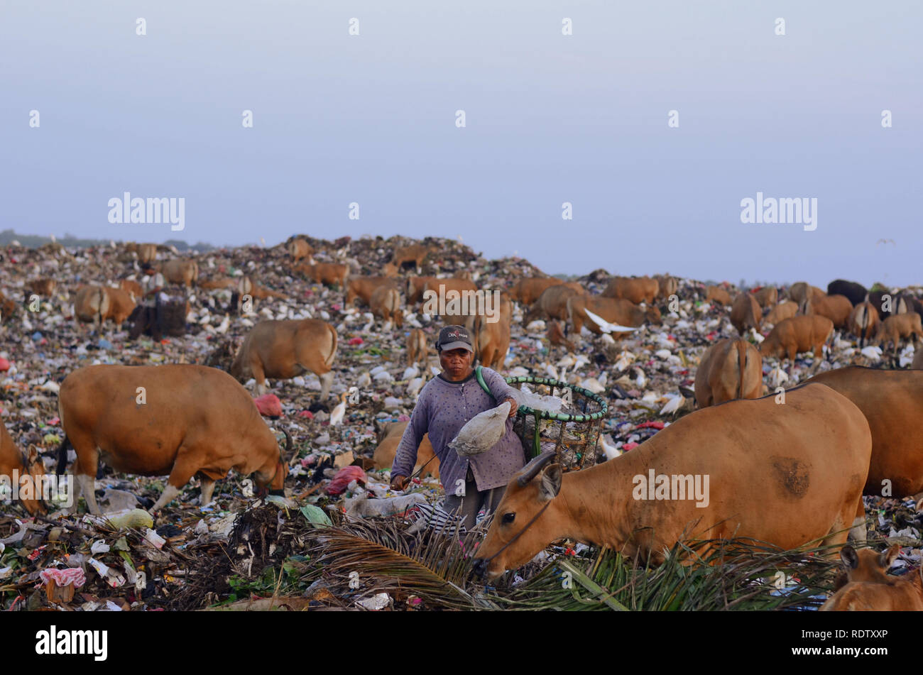 Le donne di raccogliere i rifiuti in discarica, circondato da vacche Foto Stock