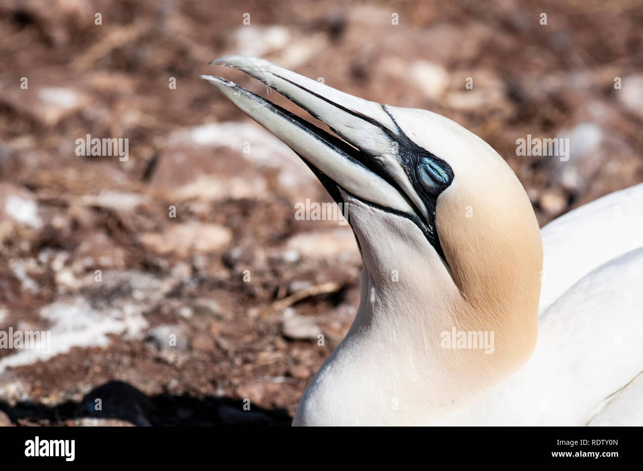 Close-up verticale di un adulto northern gannet, morus bassanus durante la stagione di nidificazione. Foto Stock