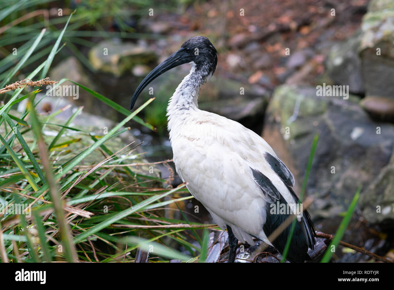 Selvatica australiana ibis bianco o Threskiornis molucca uccello in un parco a Sydney NSW Australia Foto Stock