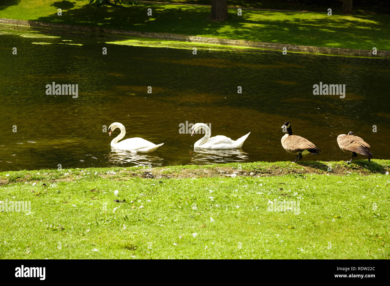 I cigni bianchi e oche nel Parco Leopold a Bruxelles, in Belgio. Foto Stock