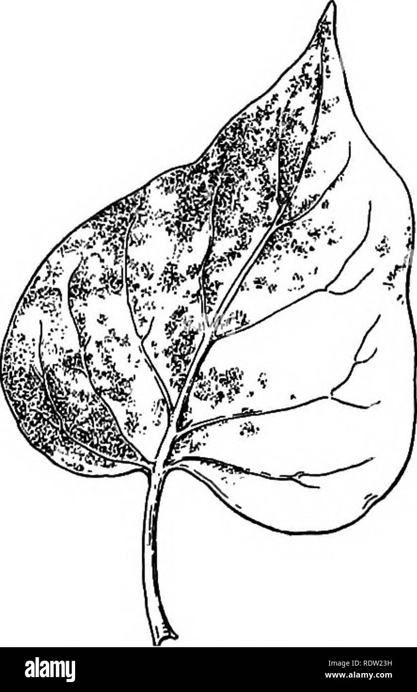 . La vita delle piante e impianto utilizza; un elementare textbook, una fondazione per lo studio dell'agricoltura, scienze domestiche o collegio botanica. La botanica. 388 IL NON-piante vascolari. In tarda estate un altro tipo di spora viene visualizzato. Questo è di solito dopo il frumento è stato tagliato. Troviamo questo nuovo tipo di spora sulle stoppie. La stoppia è quello che è a sinistra del grano dopo il raccolto. Questo secondo tipo di forme di spore segni neri sulla vecchia culmi; è talvolta chiamato black ruggine. Queste sono le spore di inverno del frumento ruggine. Questi, nero spore hanno pareti più pesante rispetto all'estate spore, ed è per mezzo di loro t Foto Stock