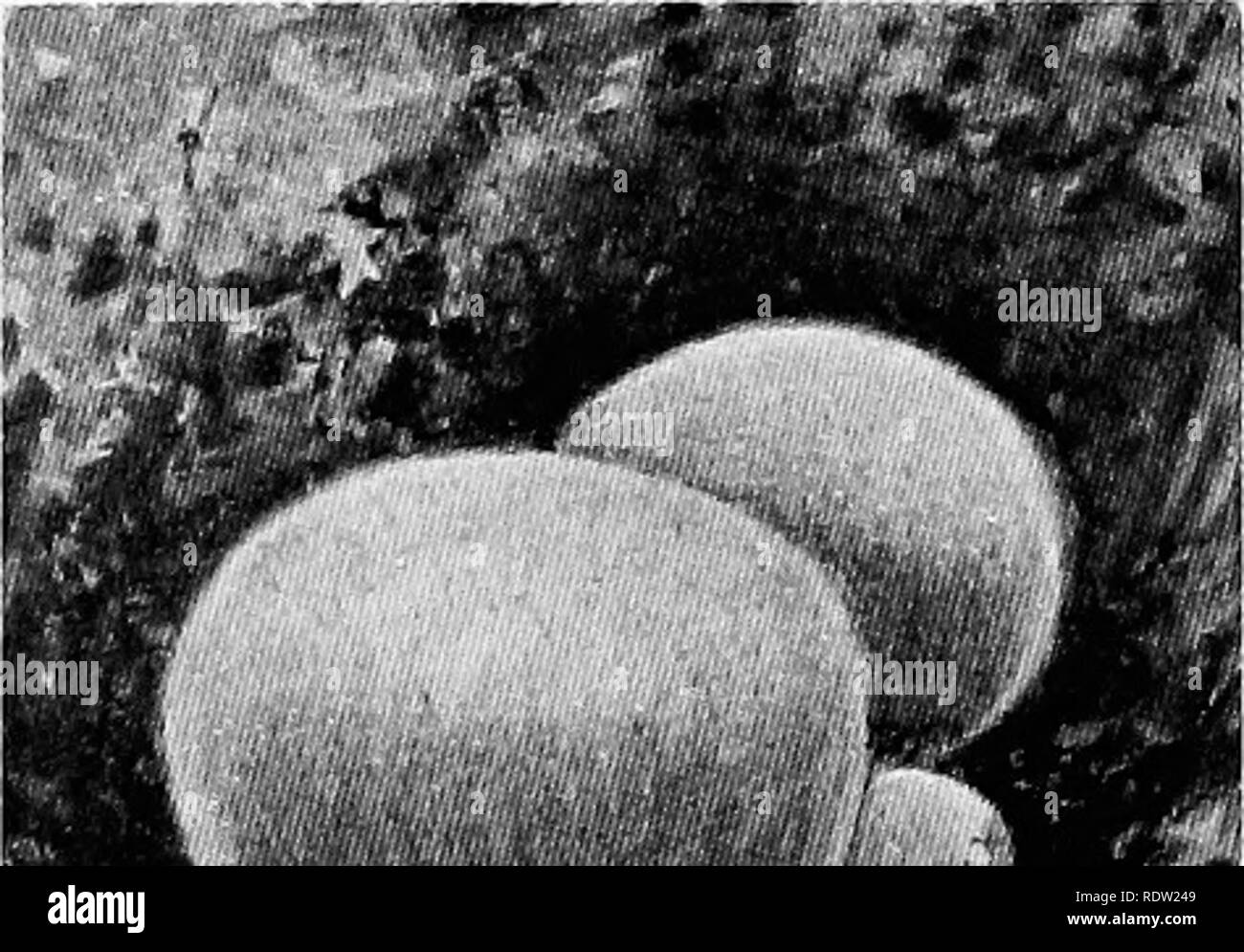 . La vita delle piante e impianto utilizza; un elementare textbook, una fondazione per lo studio dell'agricoltura, scienze domestiche o collegio botanica. La botanica. 384 IL NON-piante vascolari. che crescono sui monconi e log sono parenti della poltiglia- camere. Puffballs sono commestibili. Il gigante puffball, che talvolta diventa grande come un cocomero, è quando è fresco, uno dei migliori dei funghi commestibili. La nuvola di polvere che si alza quando ti passo su un vecchio puff- sfera è una nube di spore. Alcuni la staffa grande funghi essere- venite a disco con età e può durare per anni. Le staffe sono sporophores. Le spore sono portati all'interno di th Foto Stock