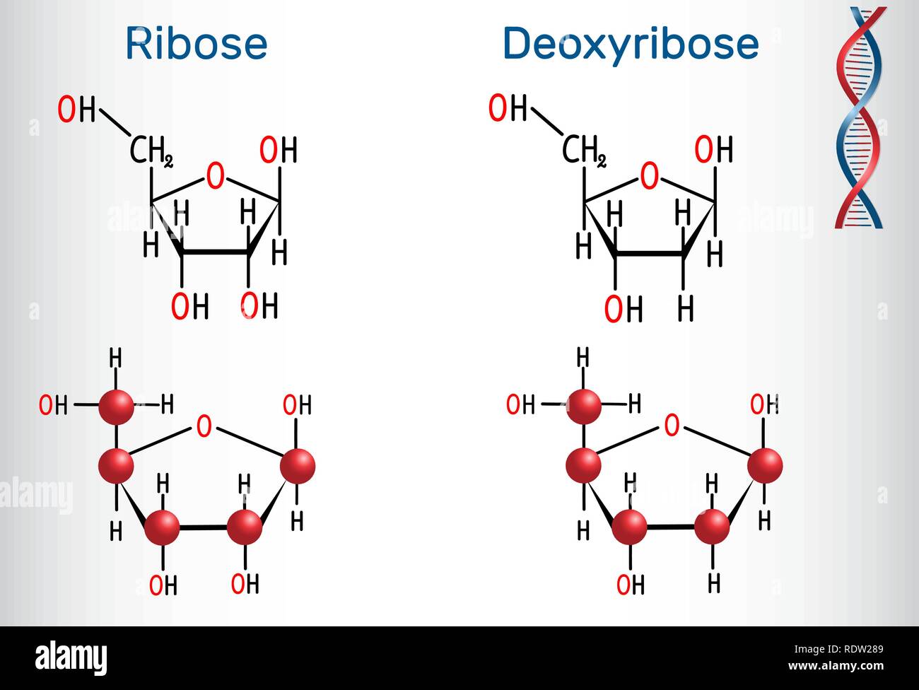 Ribosio e desossiribosio molecole, essi sono monosaccaridi e formano parte del backbone di DNA e RNA. Formula chimica di struttura e di modalità di molecola Illustrazione Vettoriale