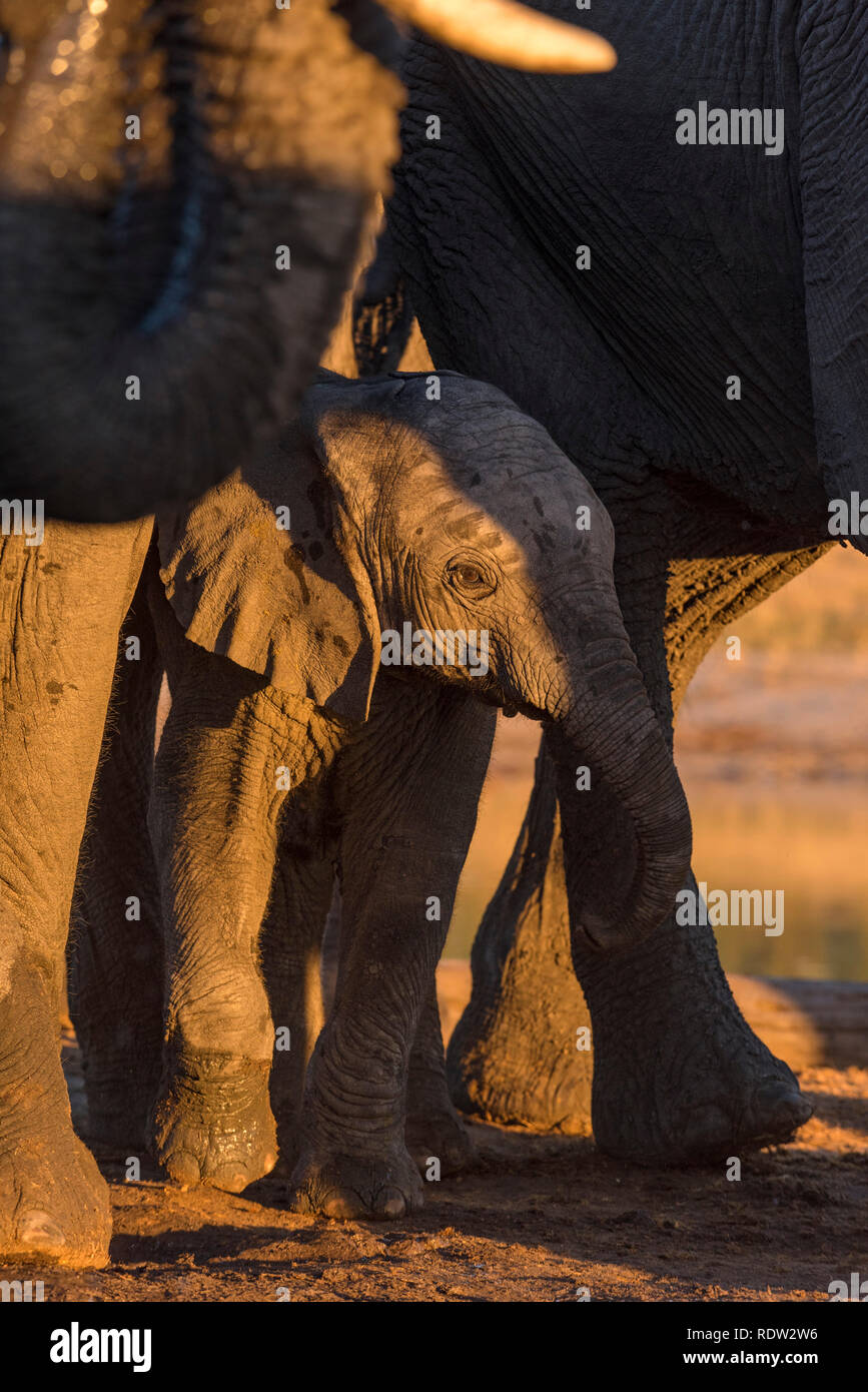 Un bambino dell' elefante africano Loxodonta africana visto con sua madre a waterhole nel Parco Nazionale di Hwange. Foto Stock